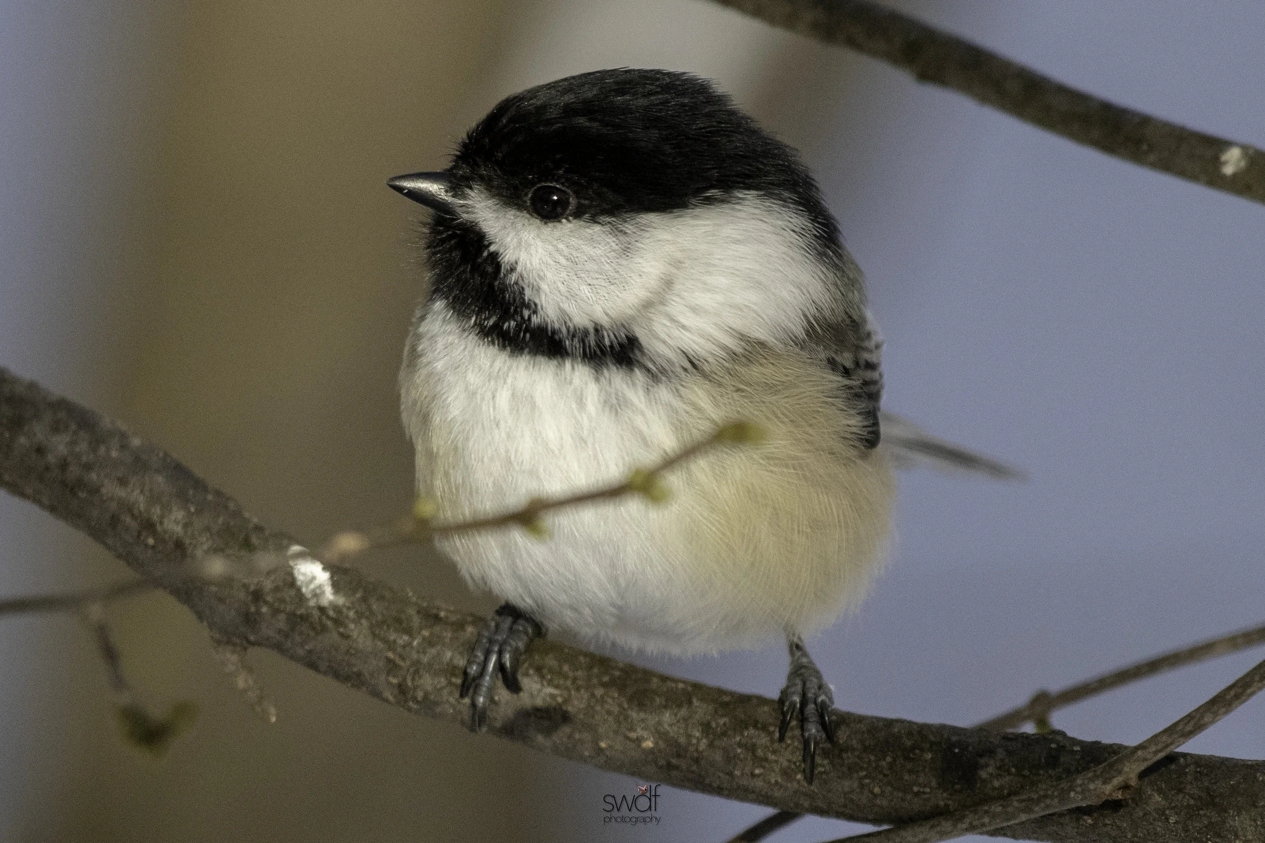 Chickadee - Brecksville Nature Center.jpeg