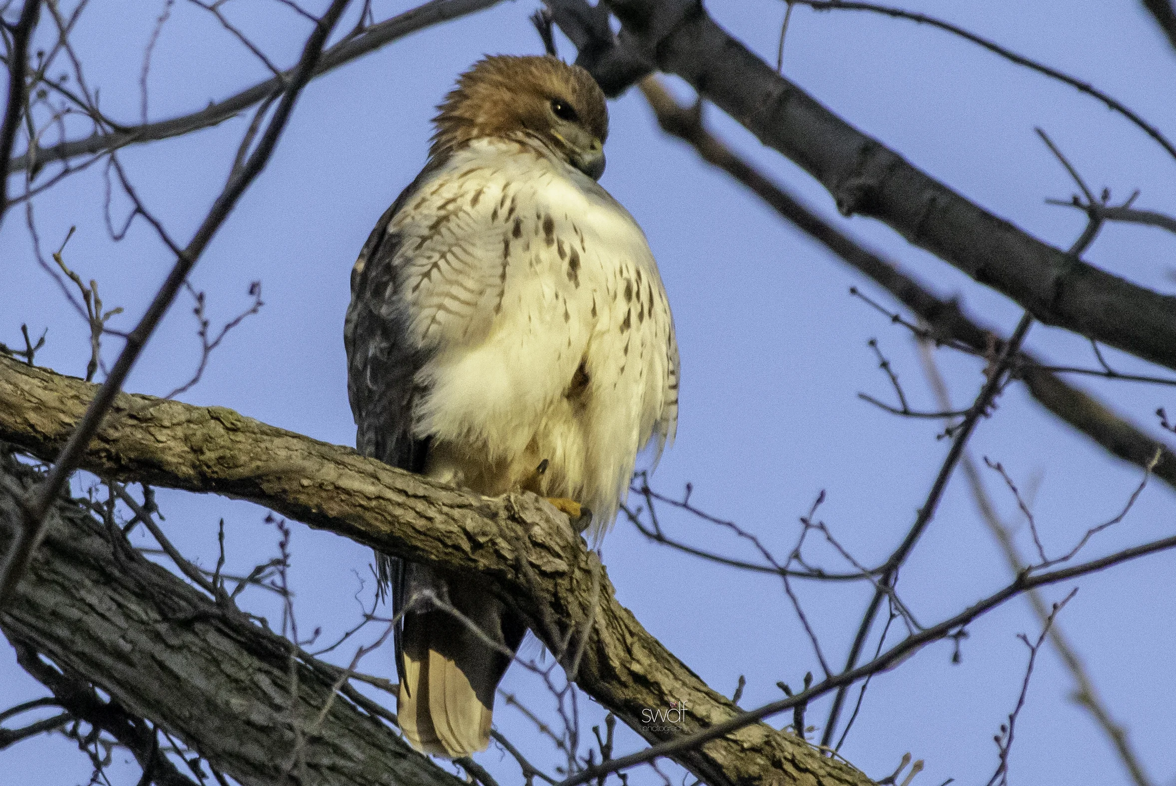 Sunset Redtailed Hawk2 - Sheldons Marsh.jpeg