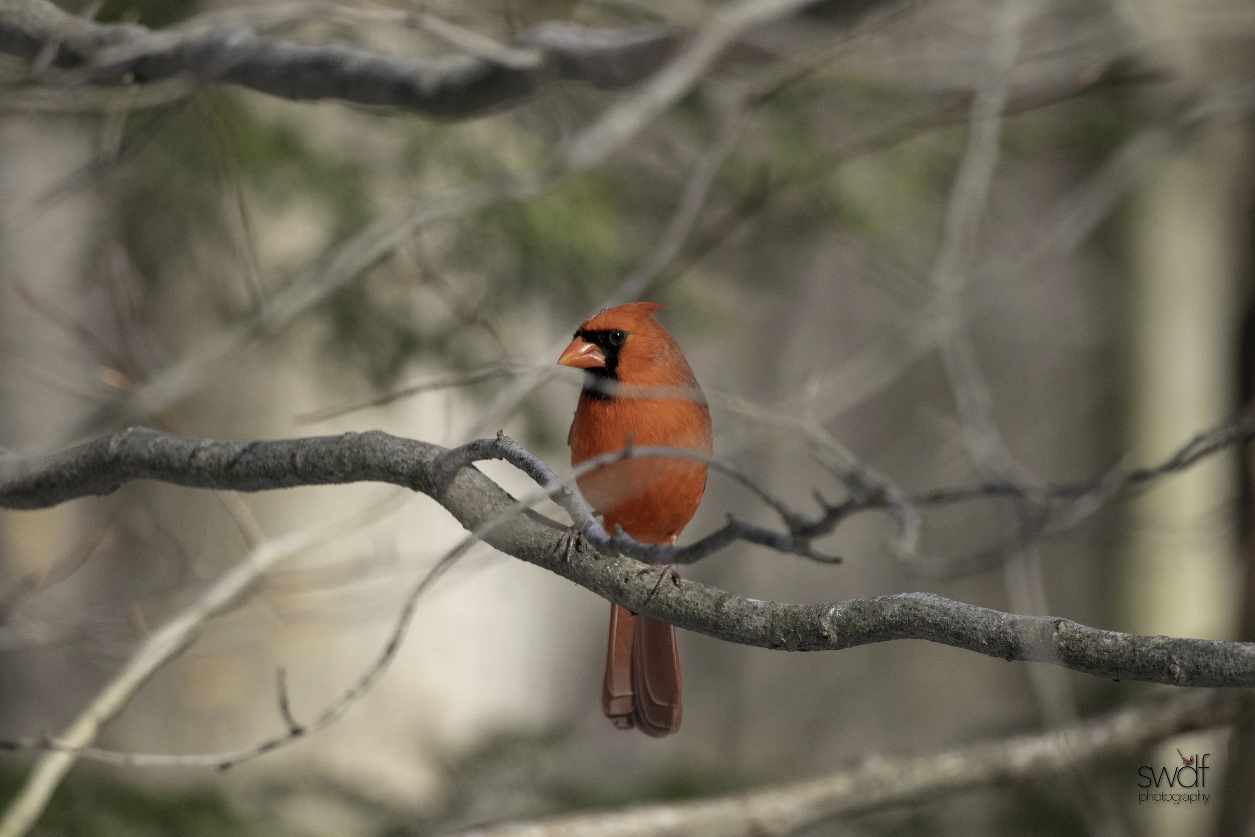 Cardinal Frame - Brecksville Nature Center.jpeg
