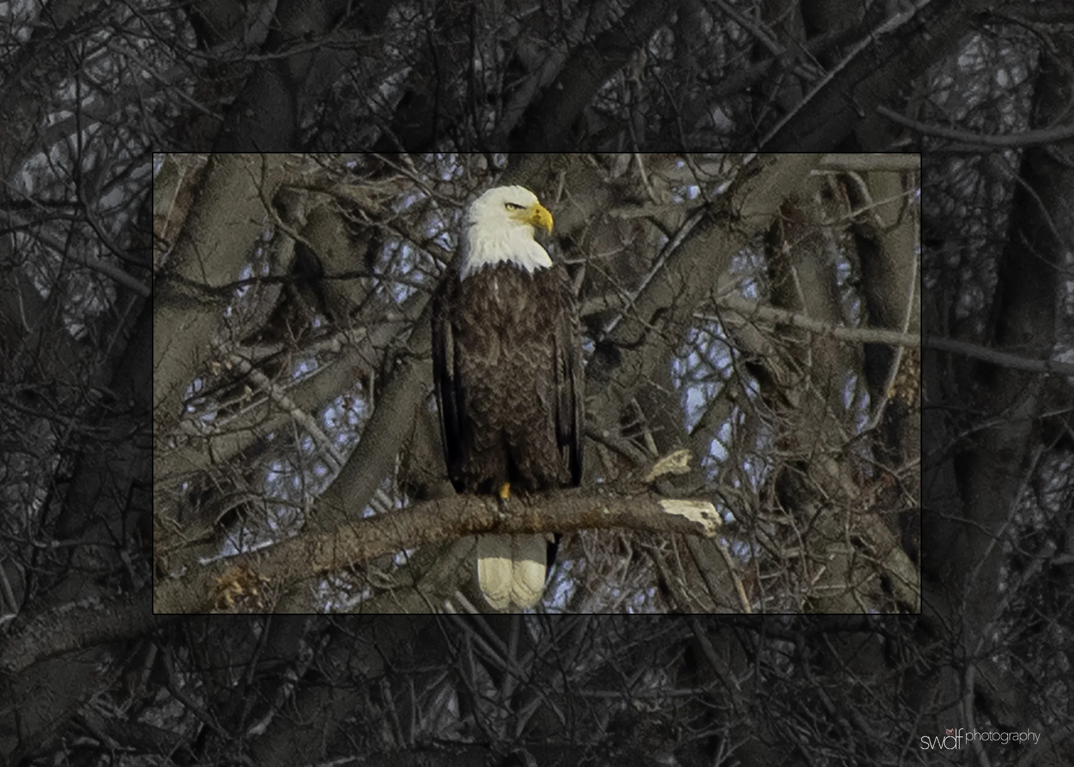 Bald Eagle - Sandy Ridge.jpeg