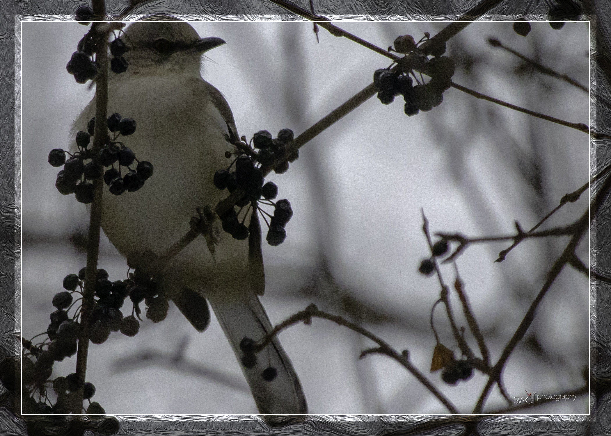 Winter Mockingbird - OEC Reservation.jpeg