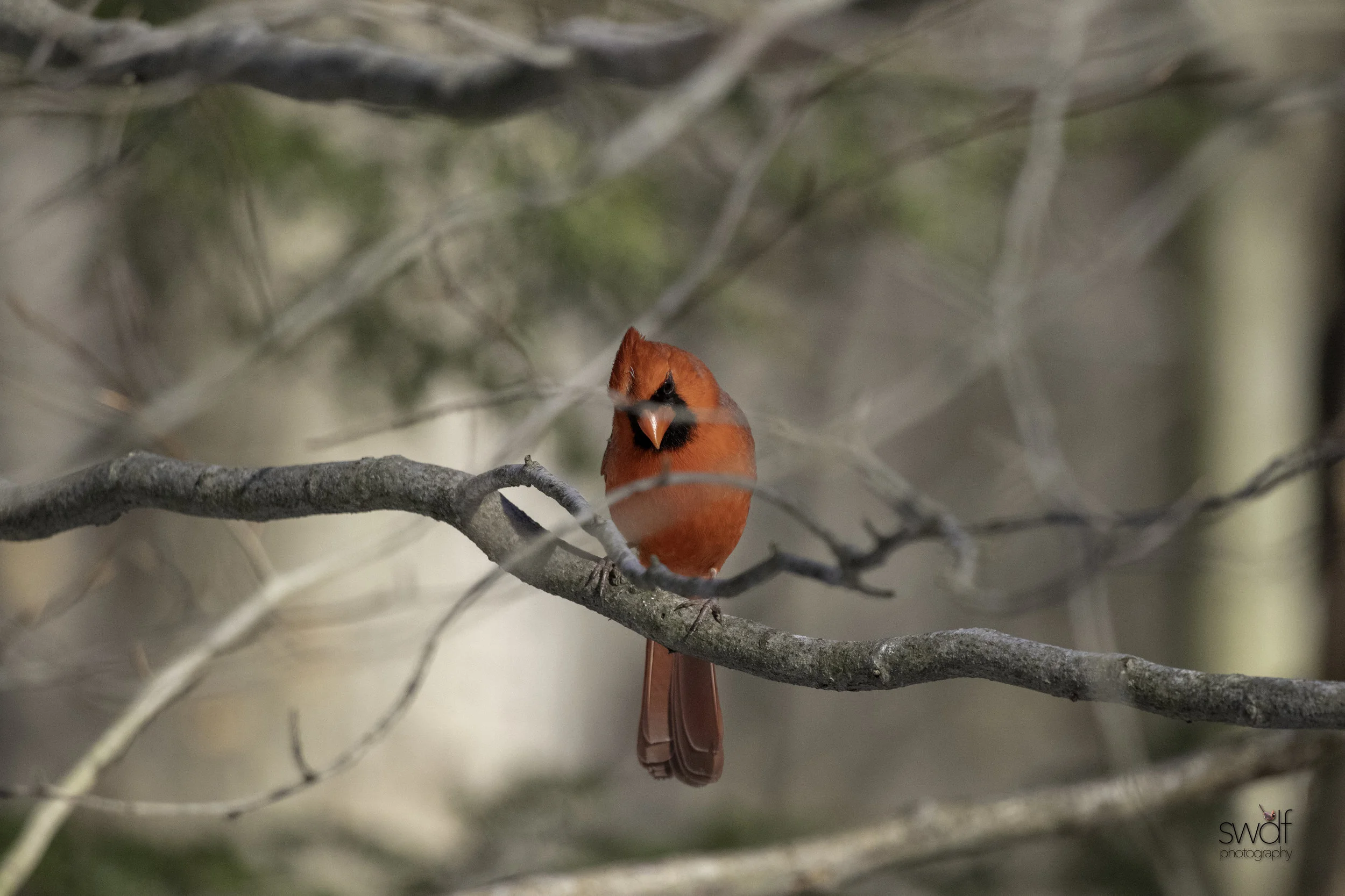 Cardinal Frame2 - Brecksville Nature Center.jpeg