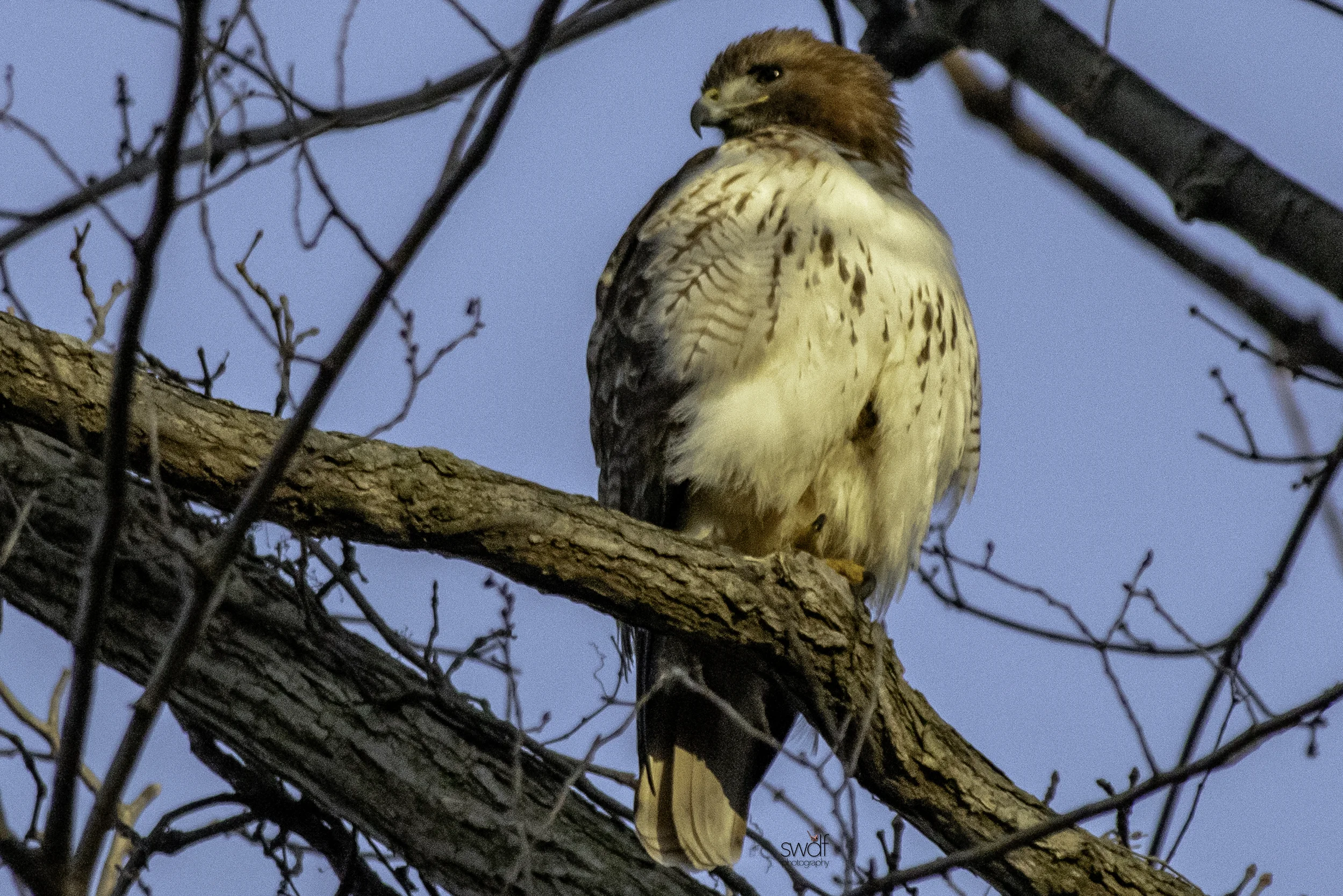 Sunset Redtailed Hawk - Sheldons Marsh.jpeg