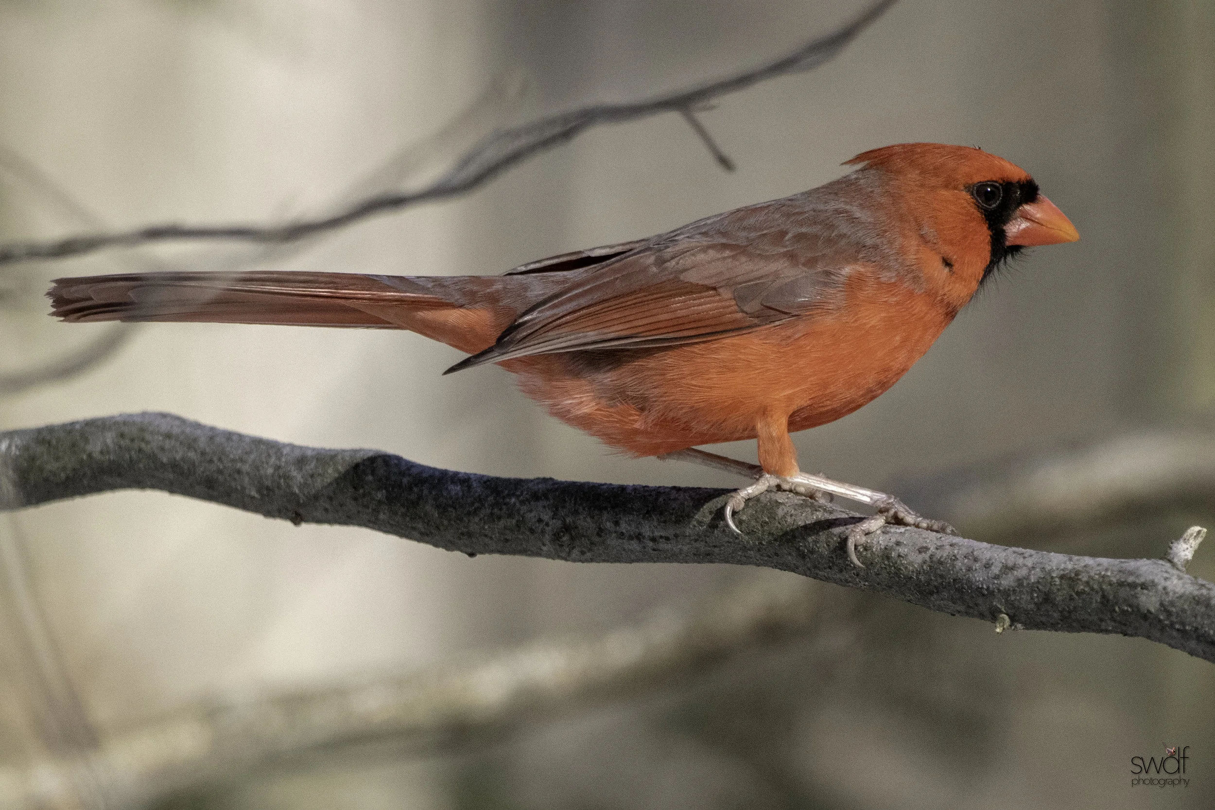 Cardinal - Brecksville Nature Center.jpeg