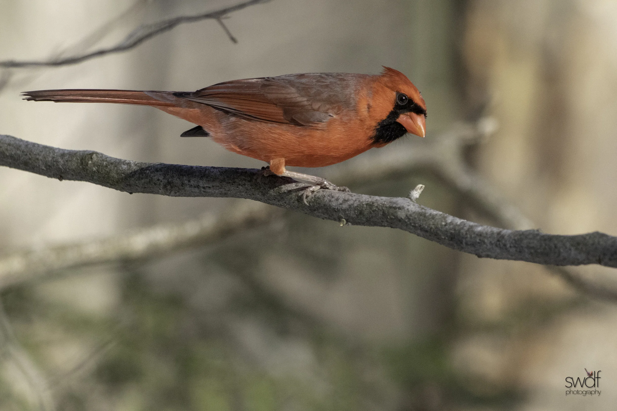 Cardinal2 - Brecksville Nature Center.jpeg