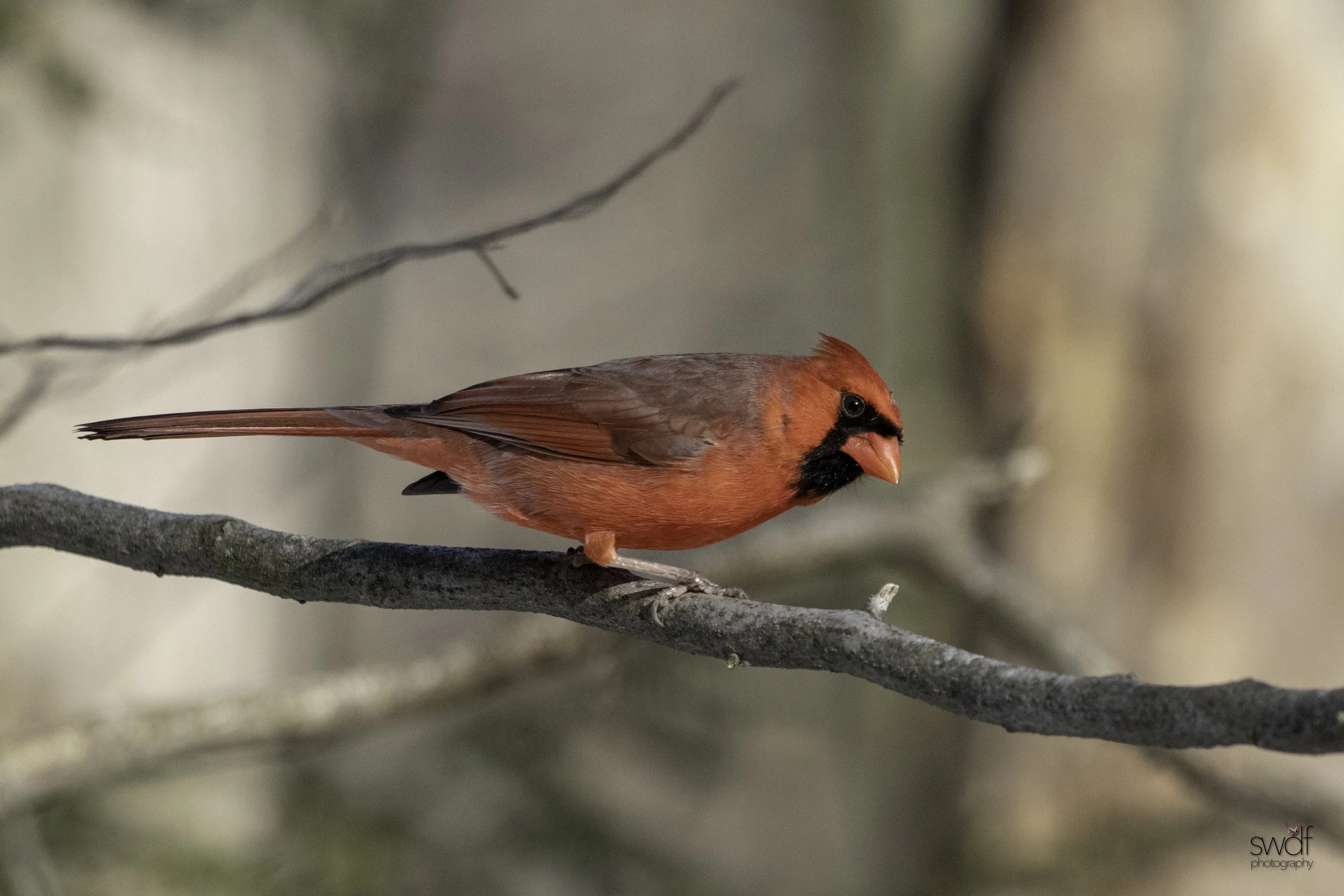 Cardinal3 - Brecksville Nature Center.jpeg