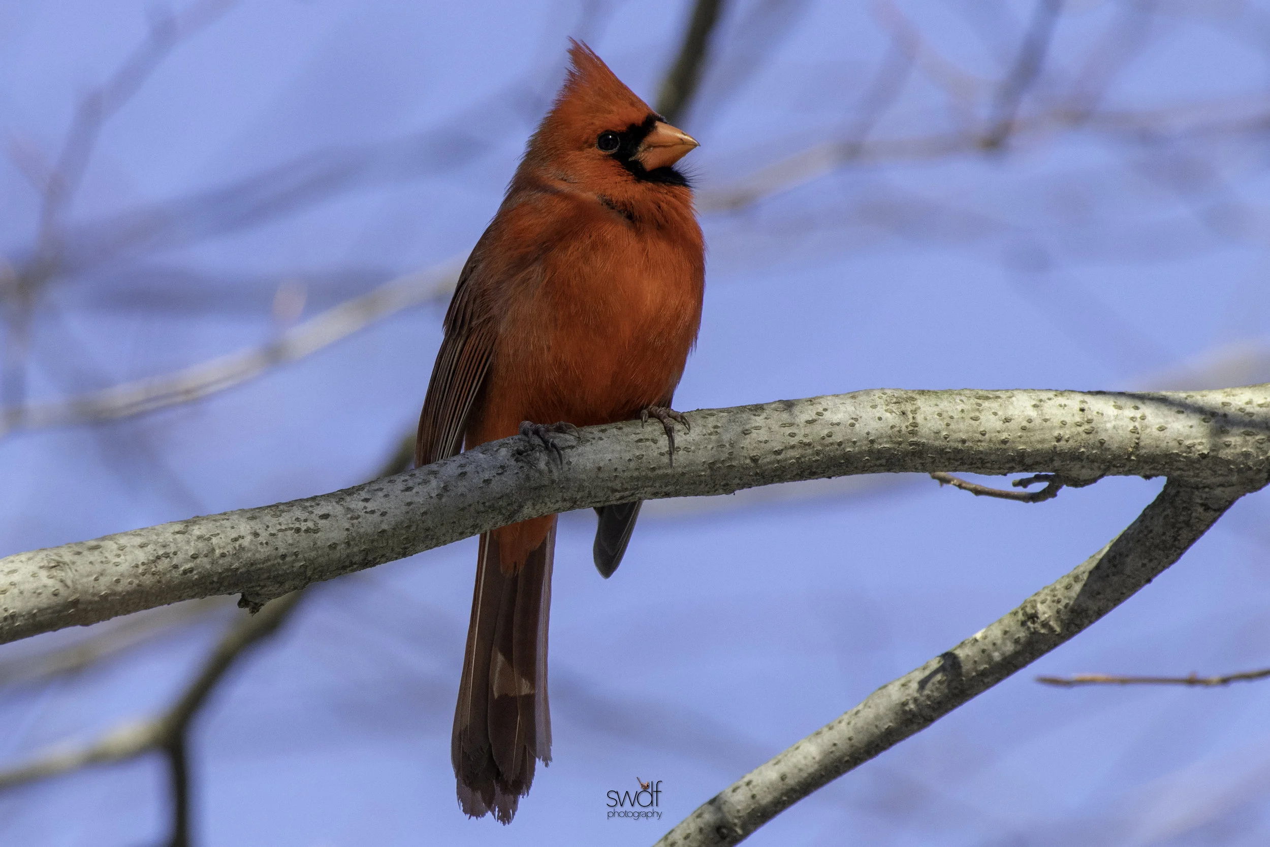 Cardinal Sky - Brecksville Nature Center.jpeg