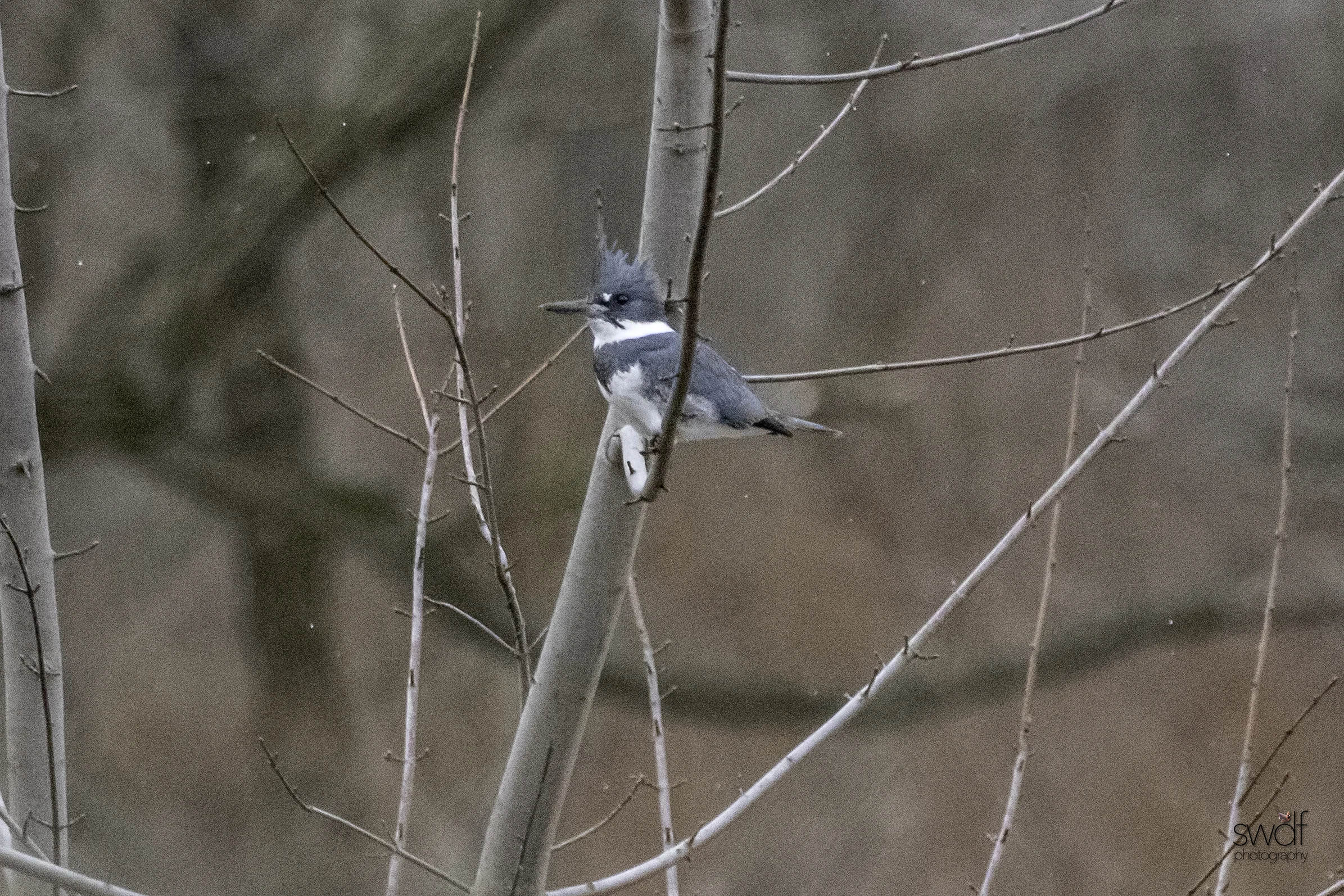 Belted Kingfisher.jpeg