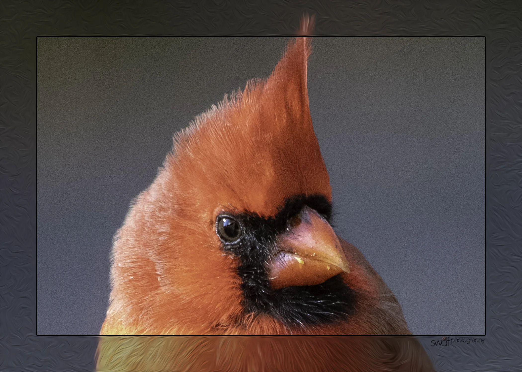 Cardinal Frame.jpeg