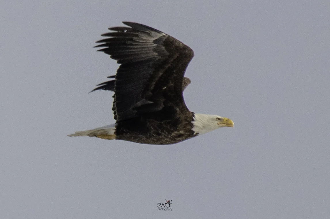 Bald Eagle Flying - Sandy Ridge.jpeg