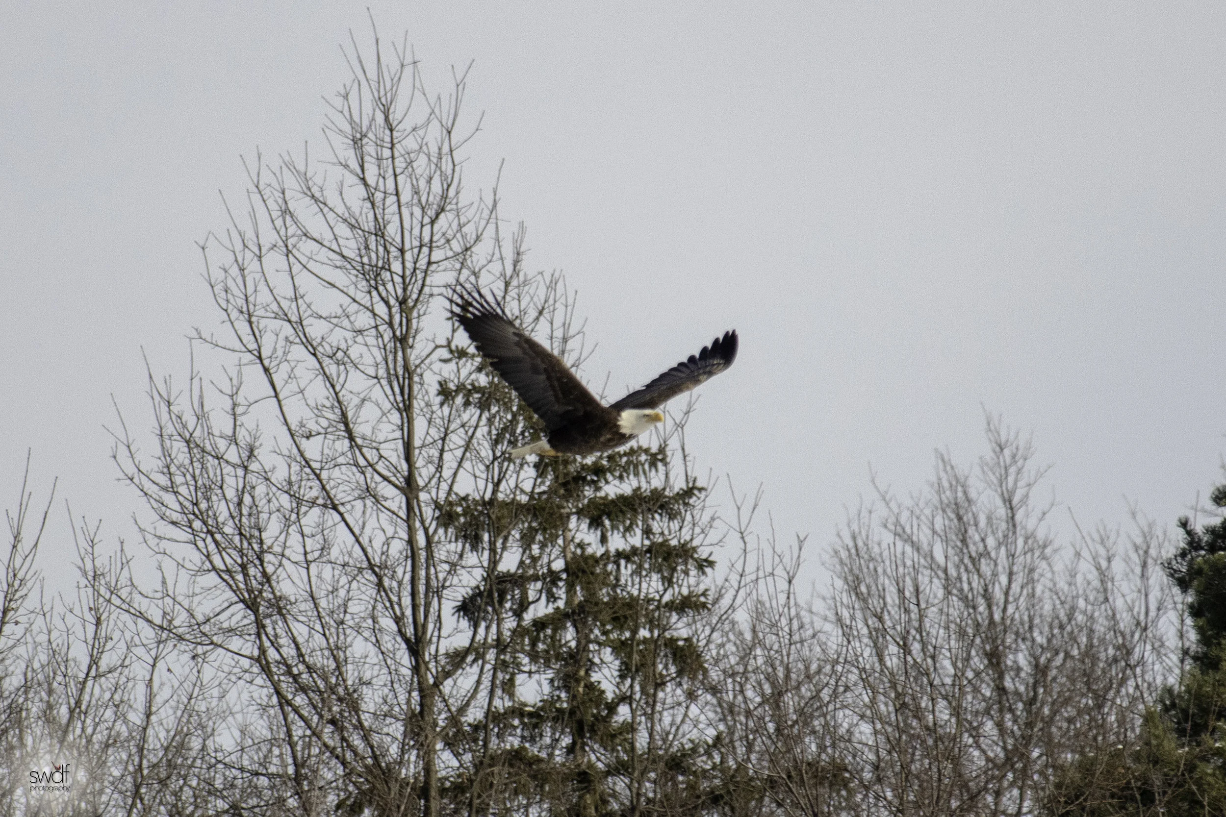 Bald Eagle Flying2 - Sandy Ridge.jpeg