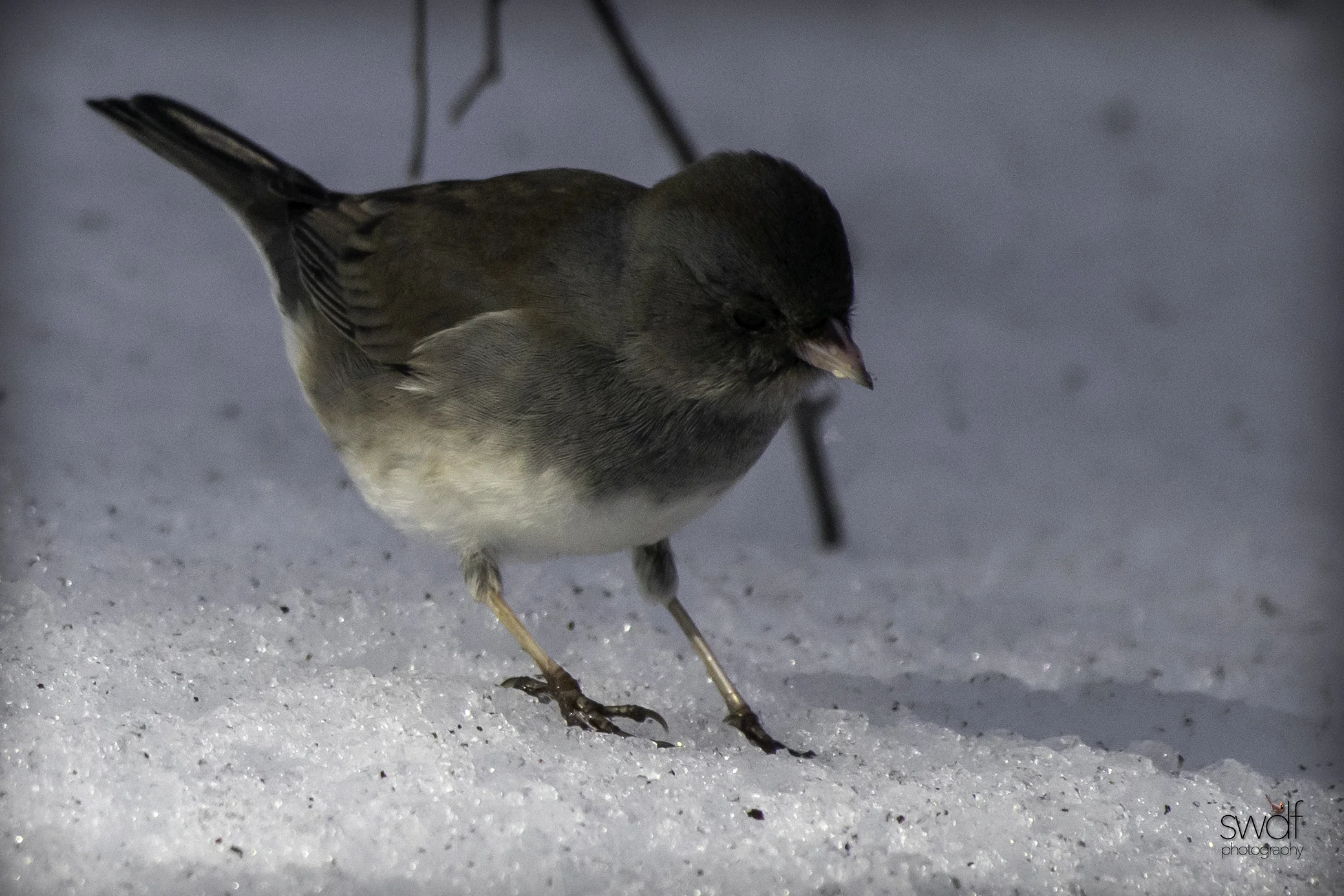 Junco - Brecksville Nature Center.jpeg