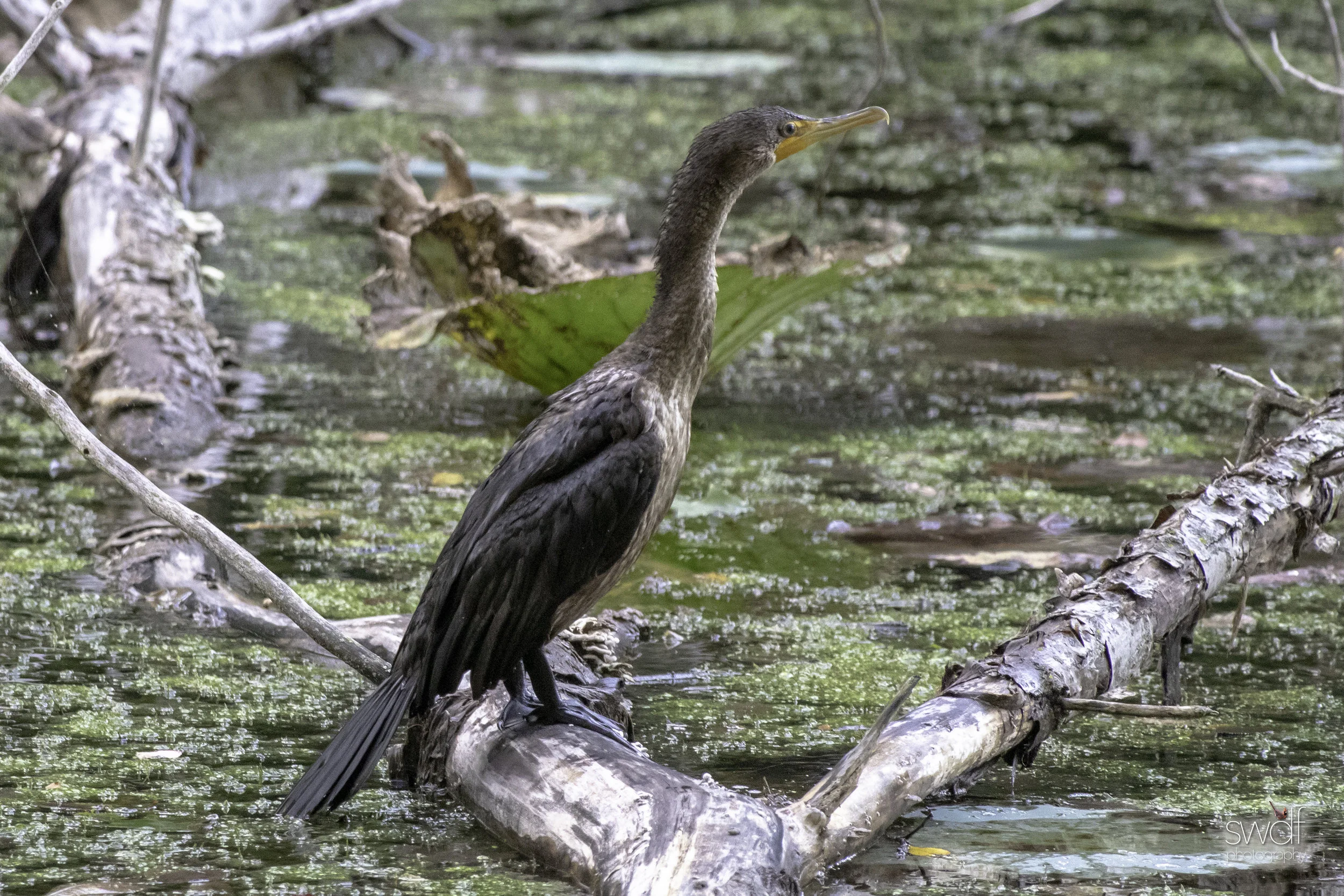 Cormorant - Old Woman Creek.jpeg