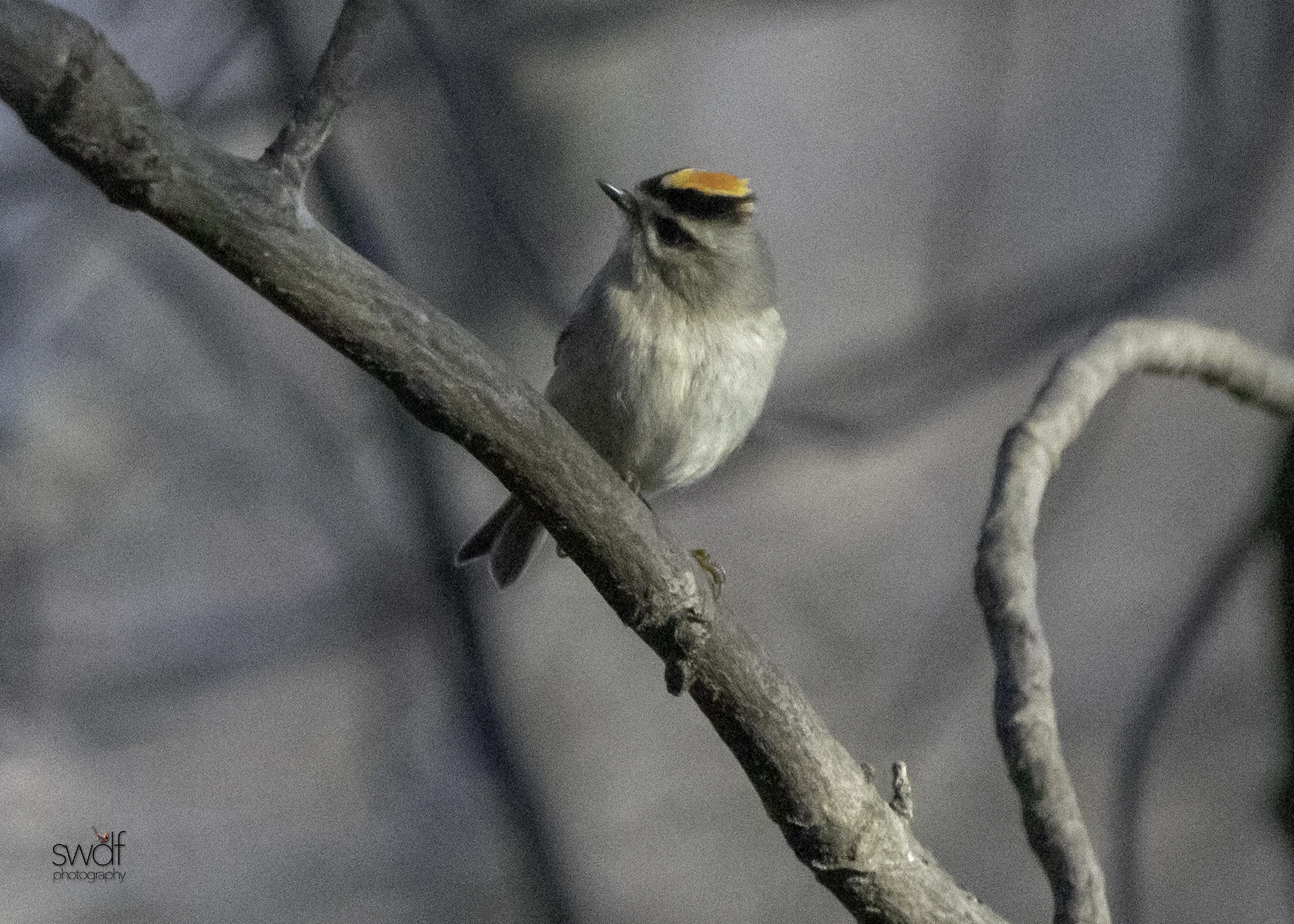 Golden Crowned Kinglet4 - Sandy Ridge.jpeg