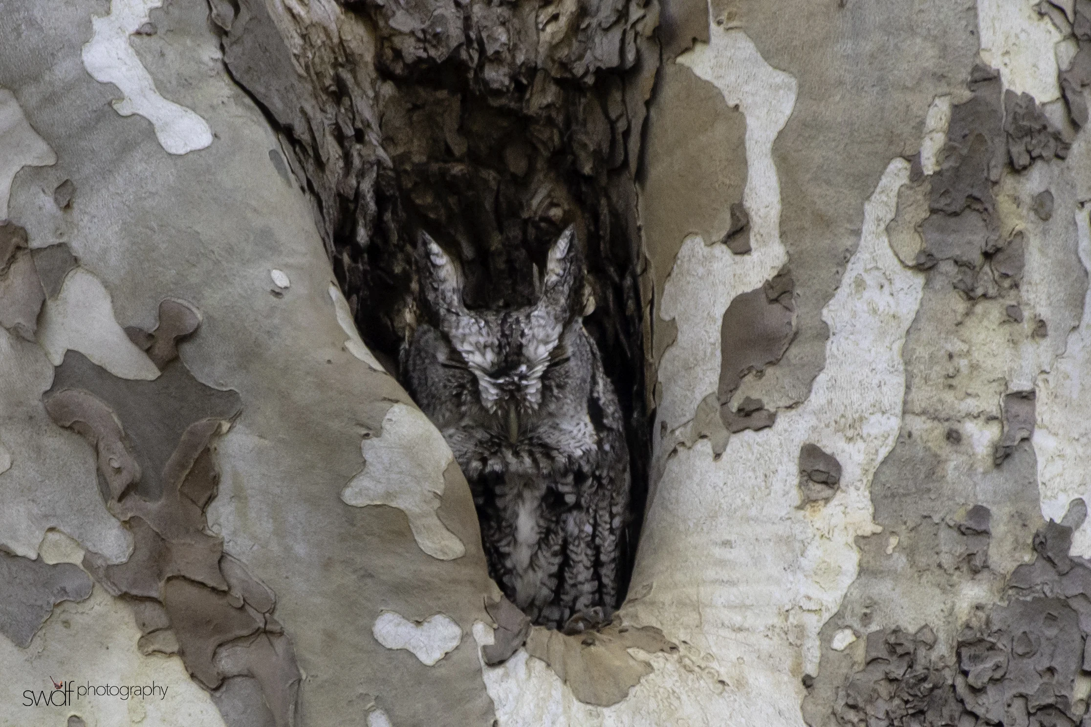 Eastern Screech Owl.jpeg