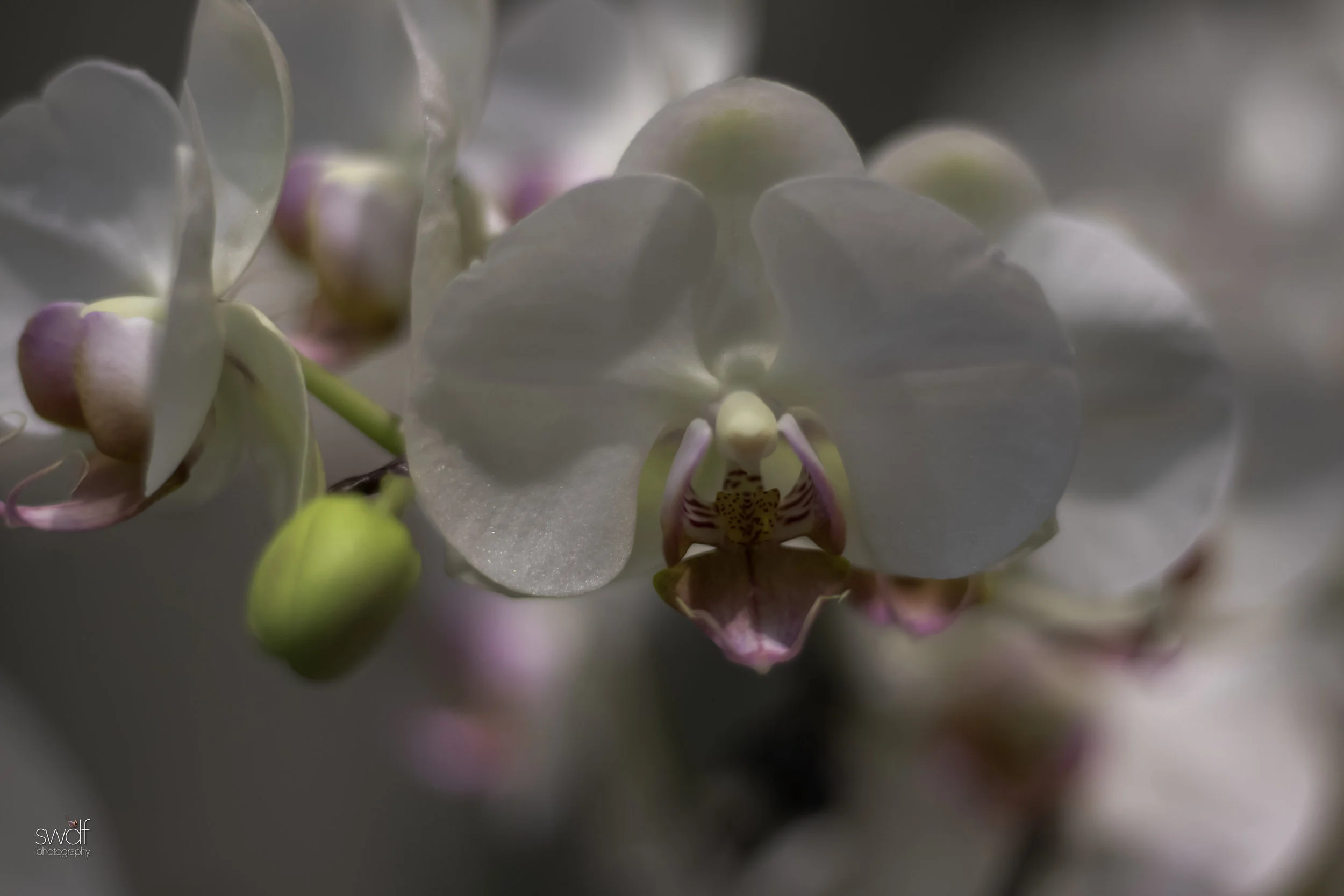 Orchids4.jpeg