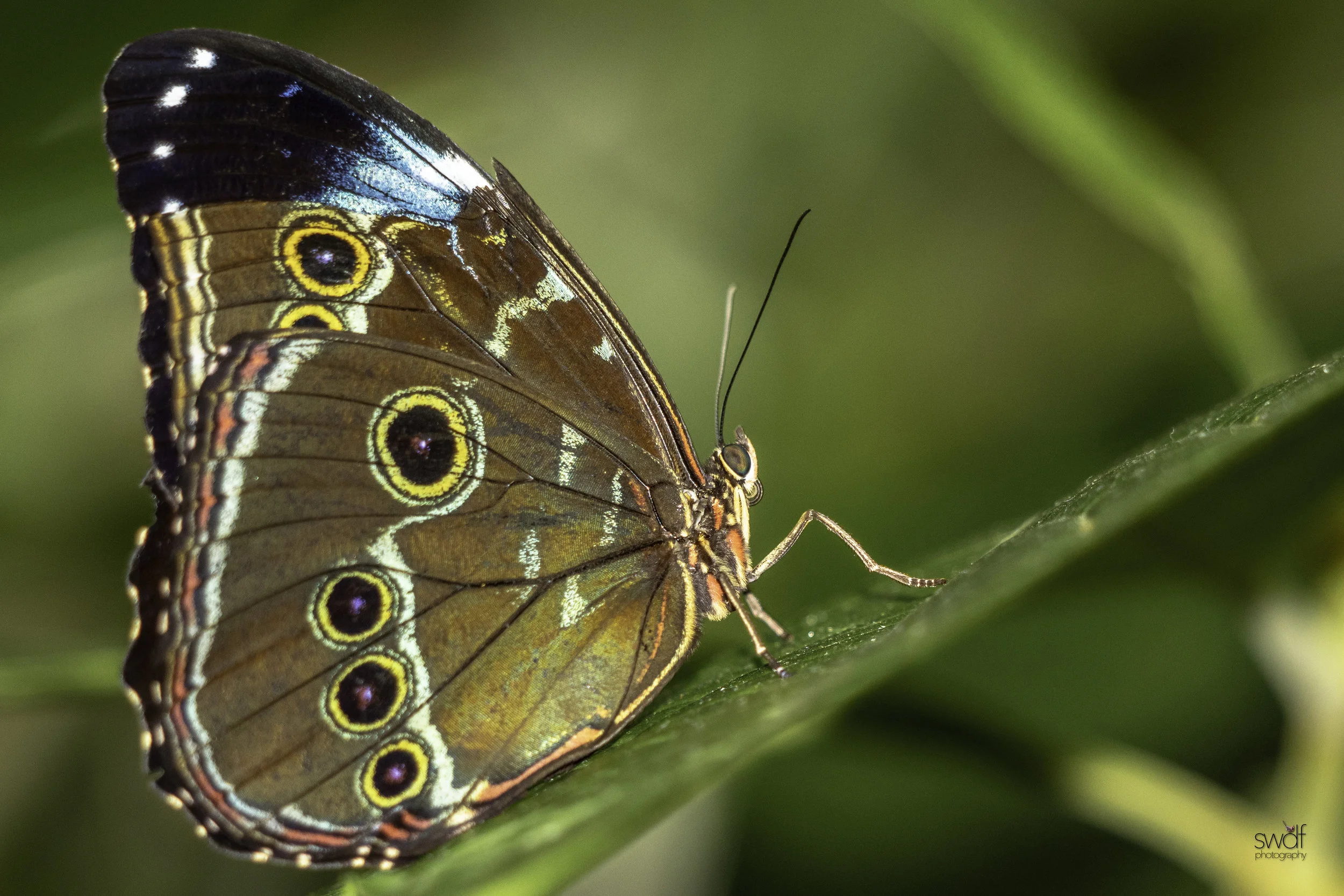 Butterfly Flash.jpeg