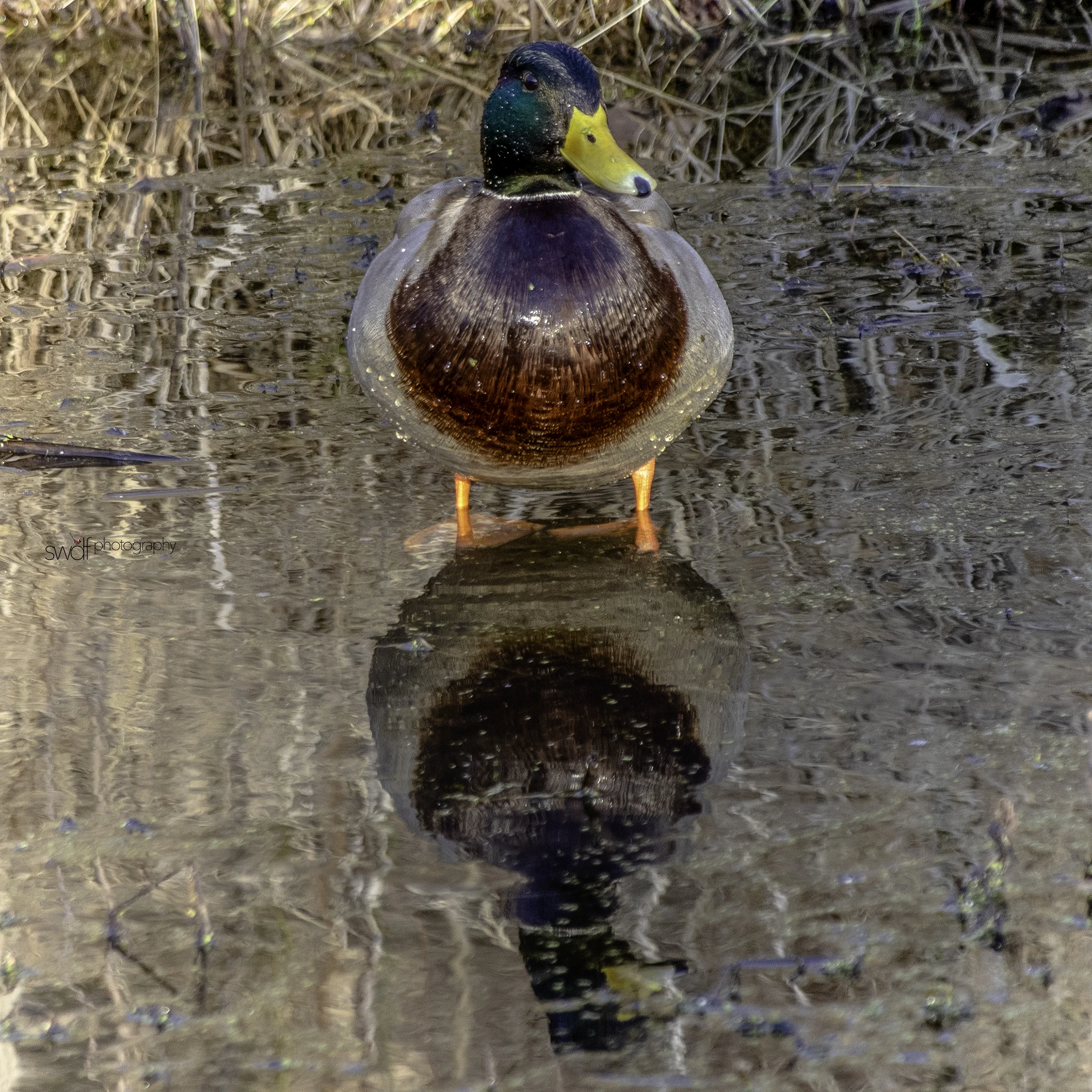 Mallard Squared.jpeg