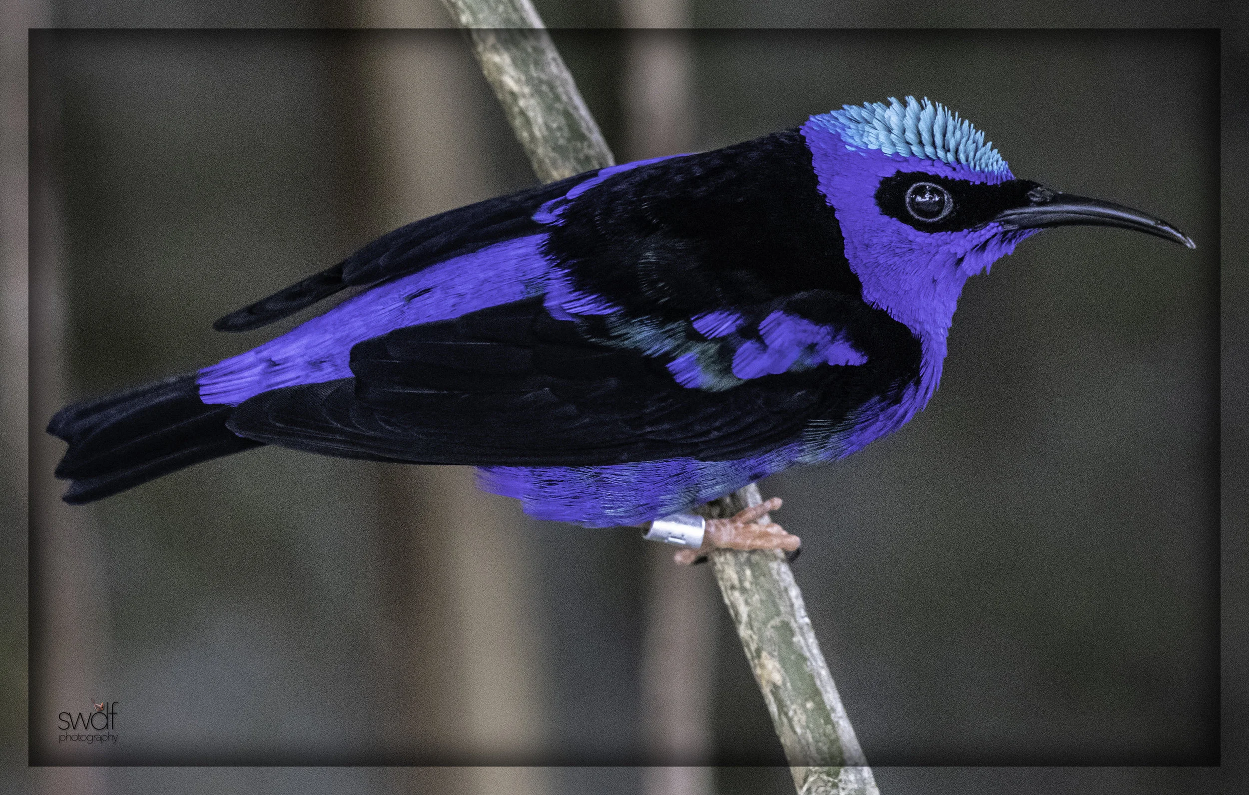 Red-legged Honeycreeper.jpeg