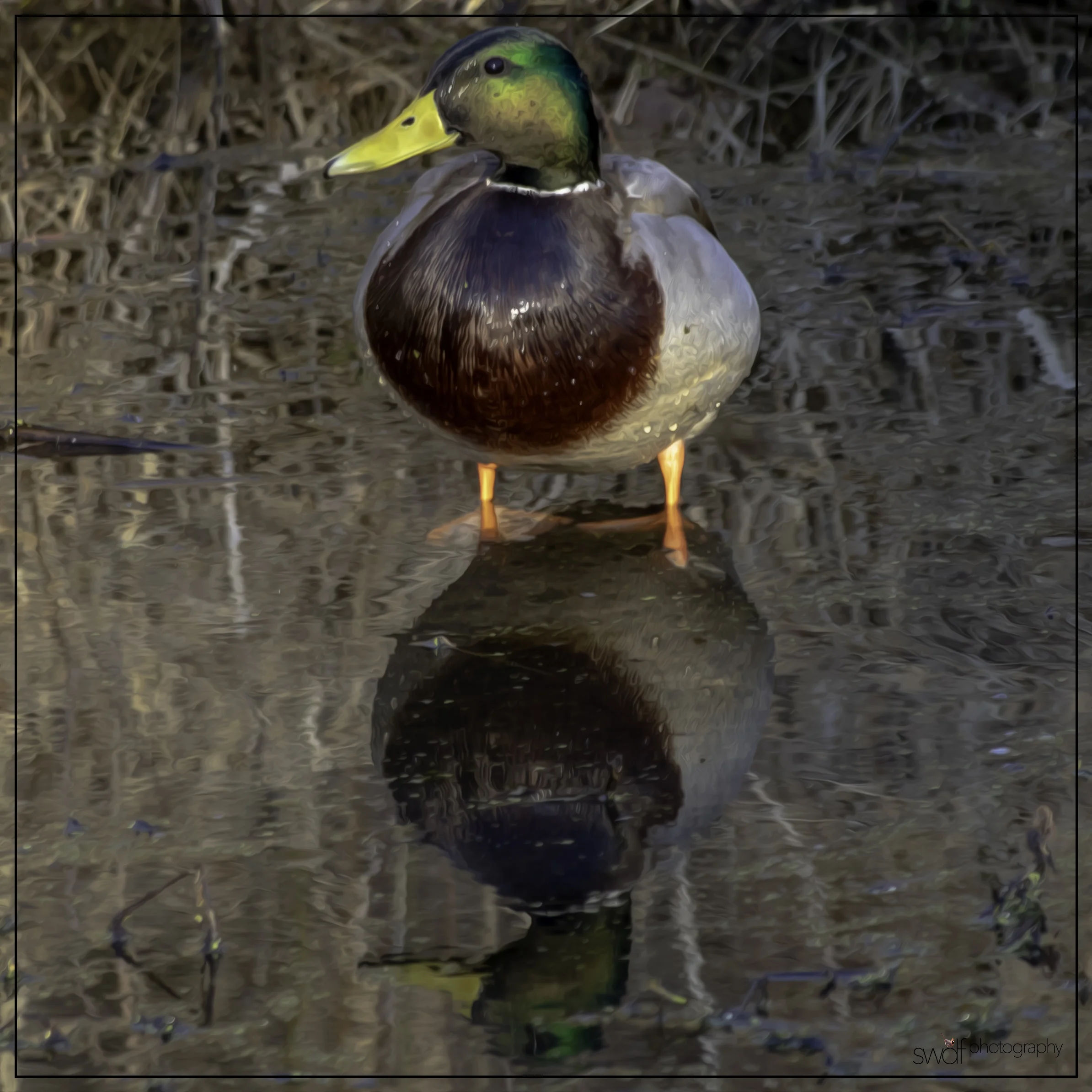 Mallard Squared2 Oil.jpeg