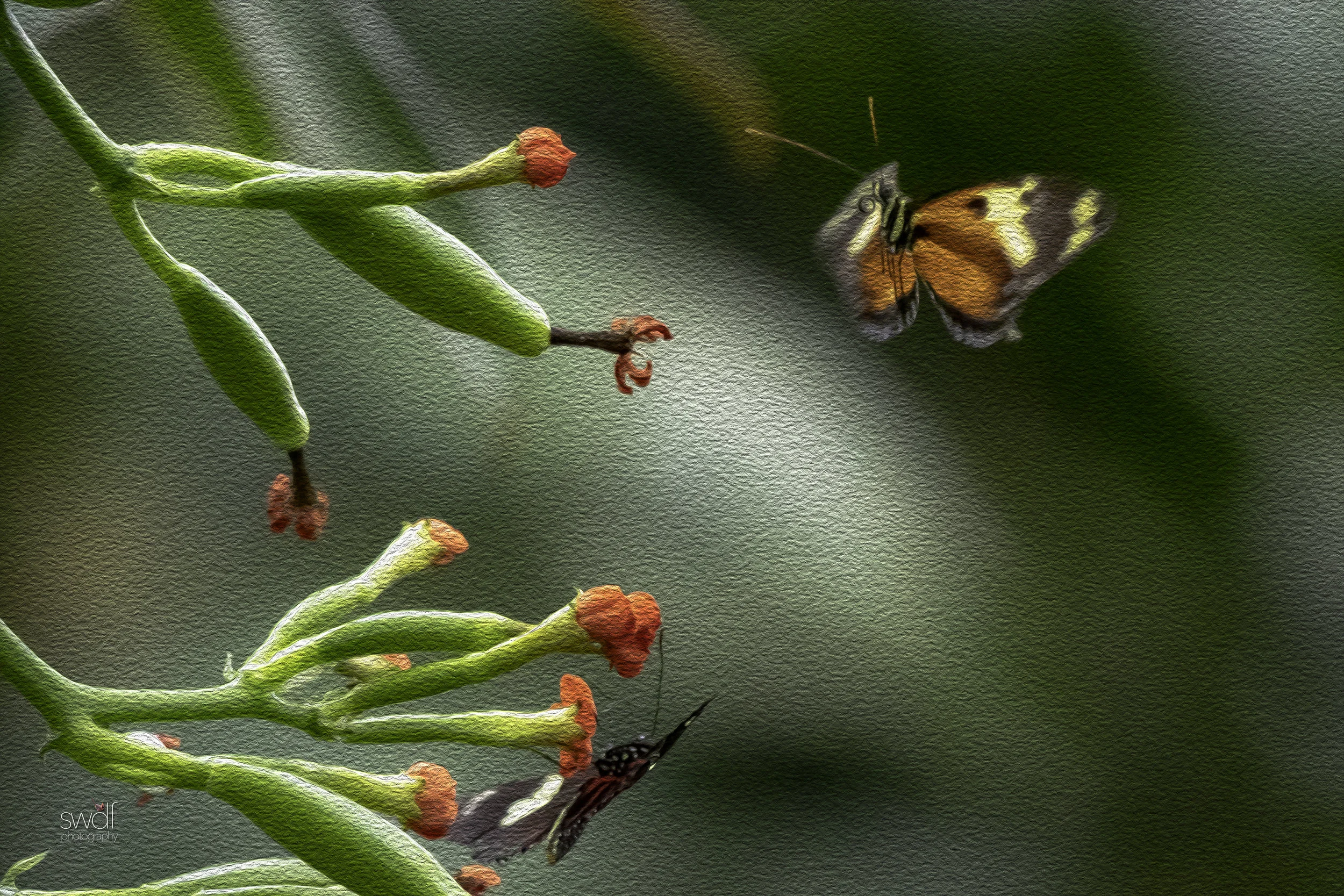 In For A Landing - Butterflies.jpeg