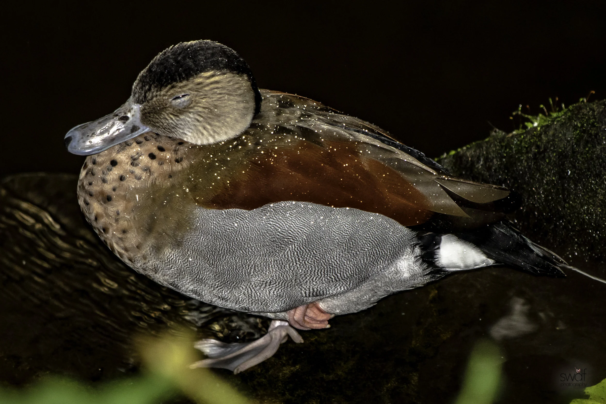 Ringed Teal Duck.jpeg