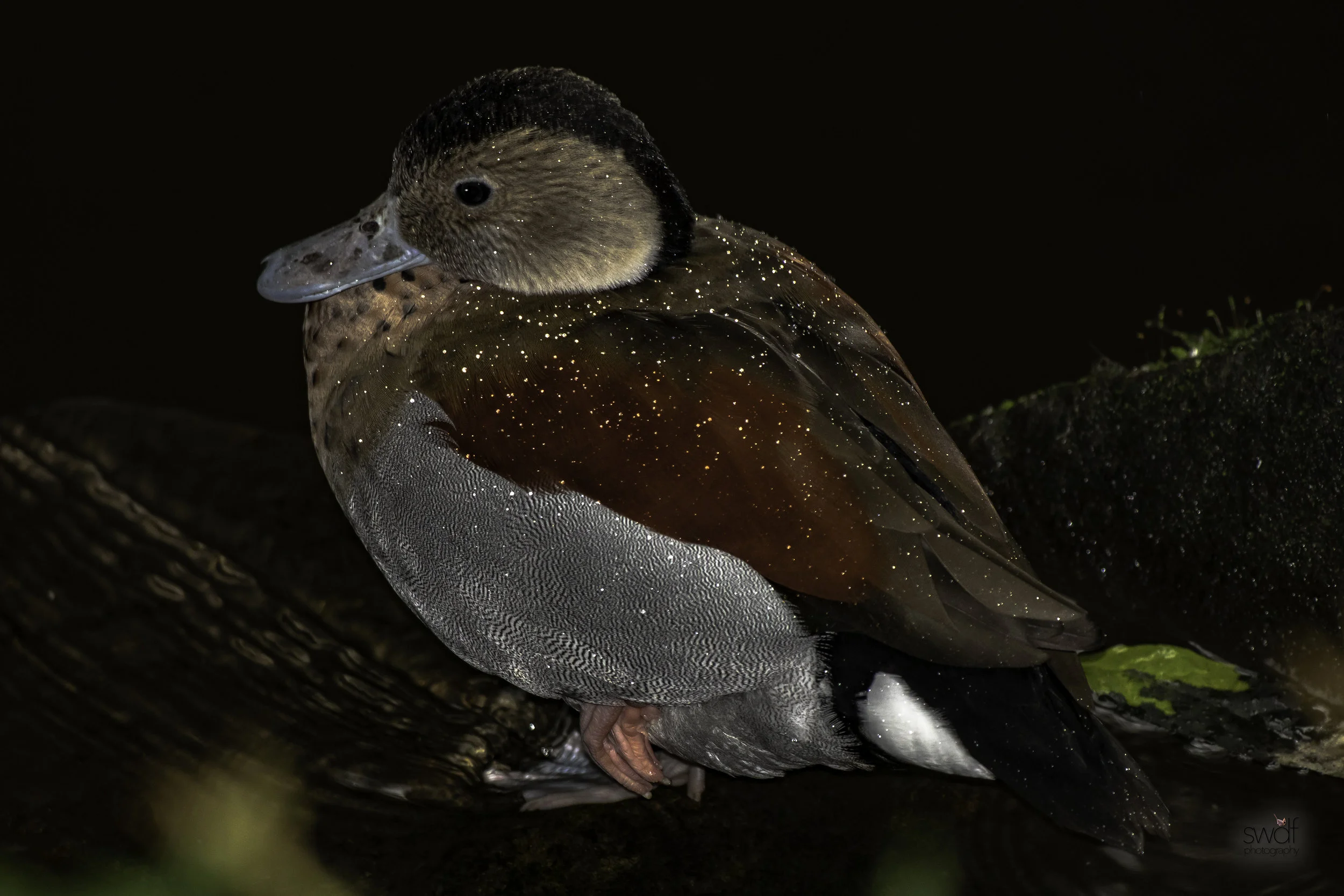 Ringed Teal Duck2.jpeg