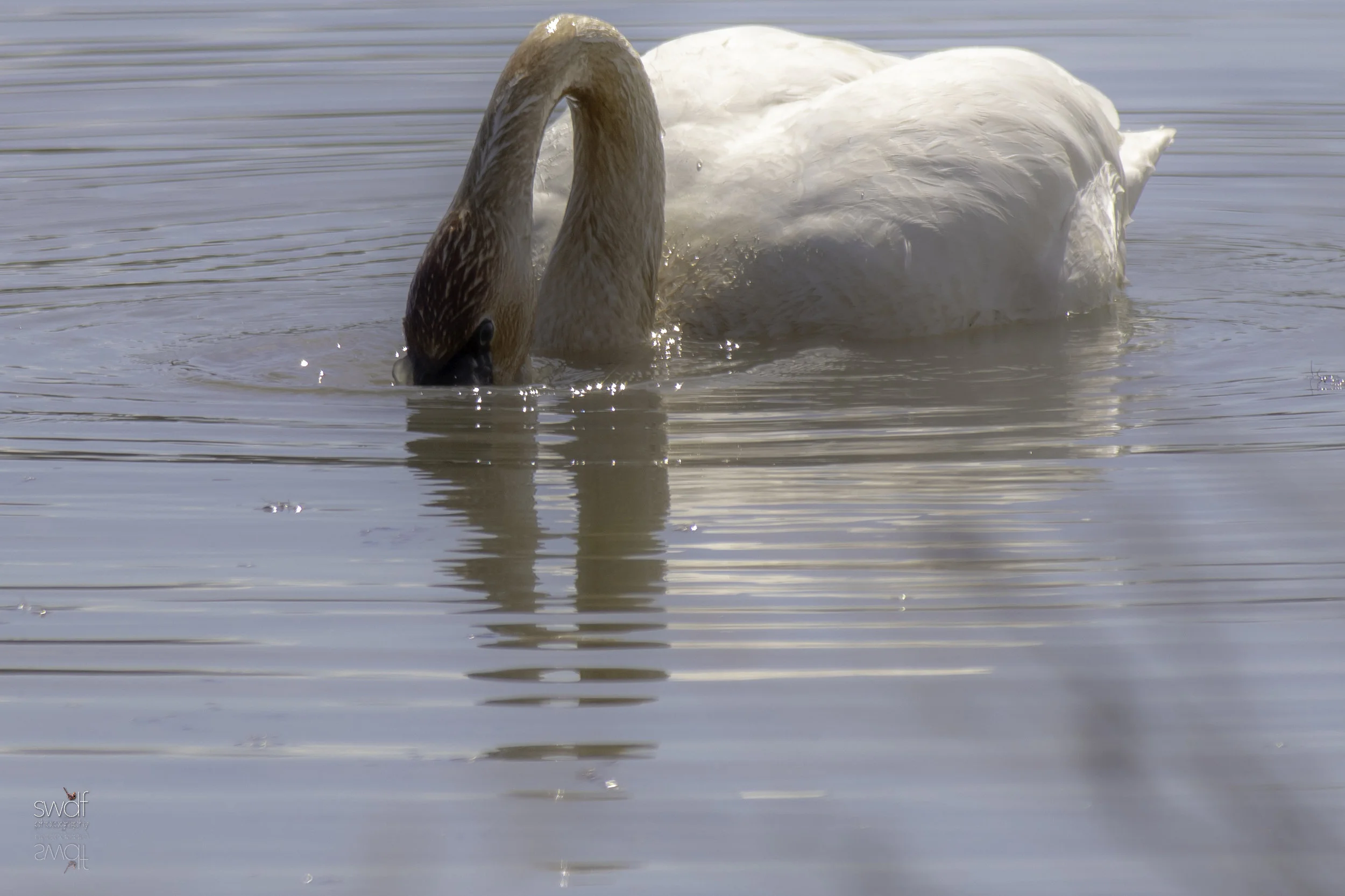 Trumpeter Swan.jpeg