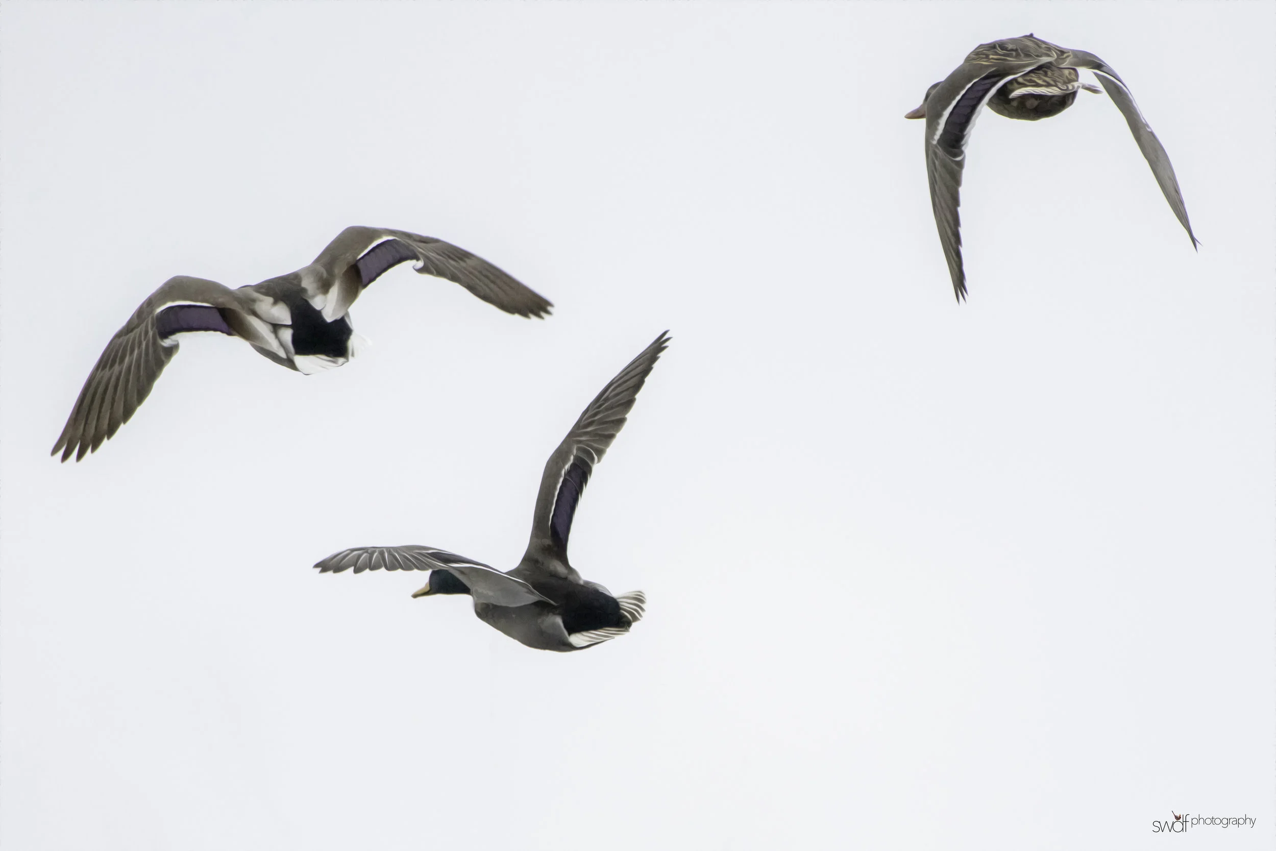 Mallard Ducks Fly Away.jpeg