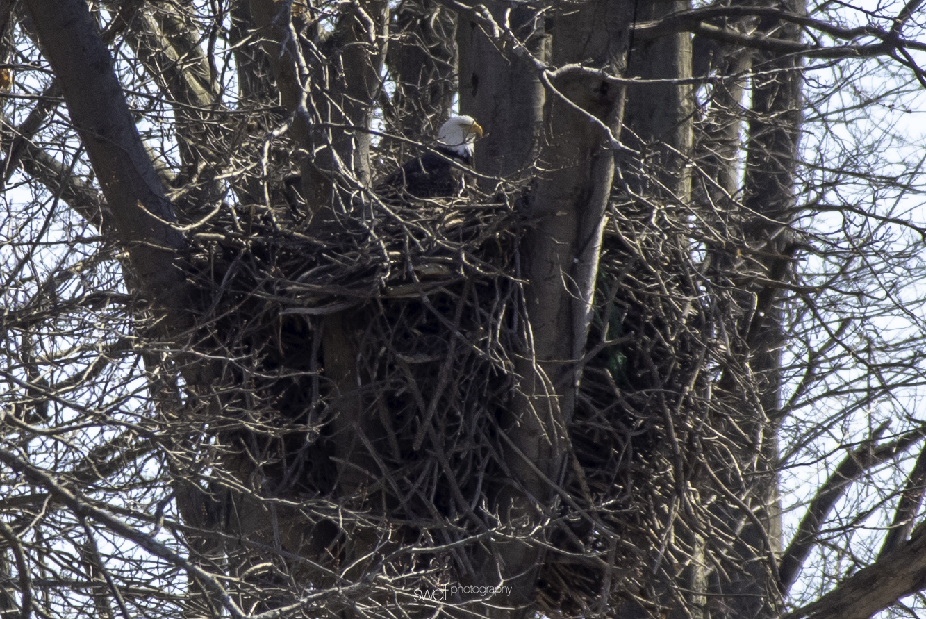 Bald Eagle - Sandy Ridge.jpeg