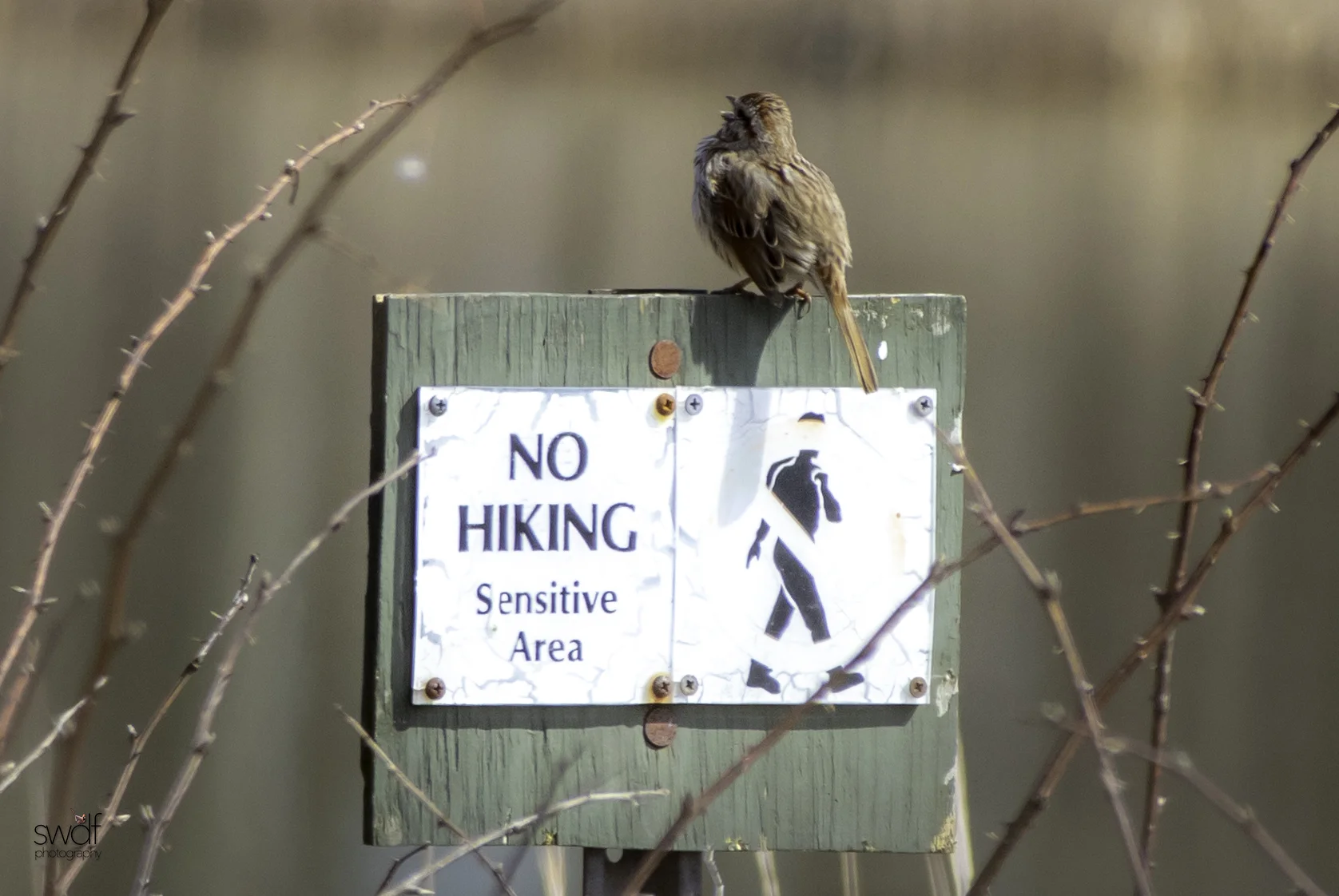 No Hiking Song Sparrow.jpeg