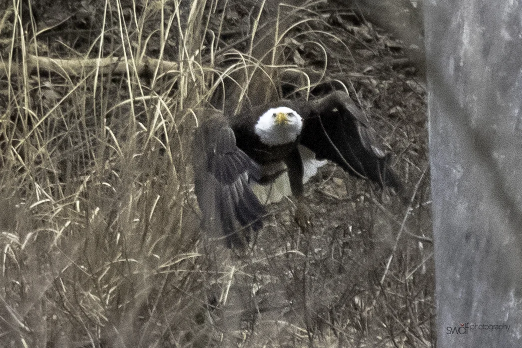 Eagle on the Ground2.jpeg