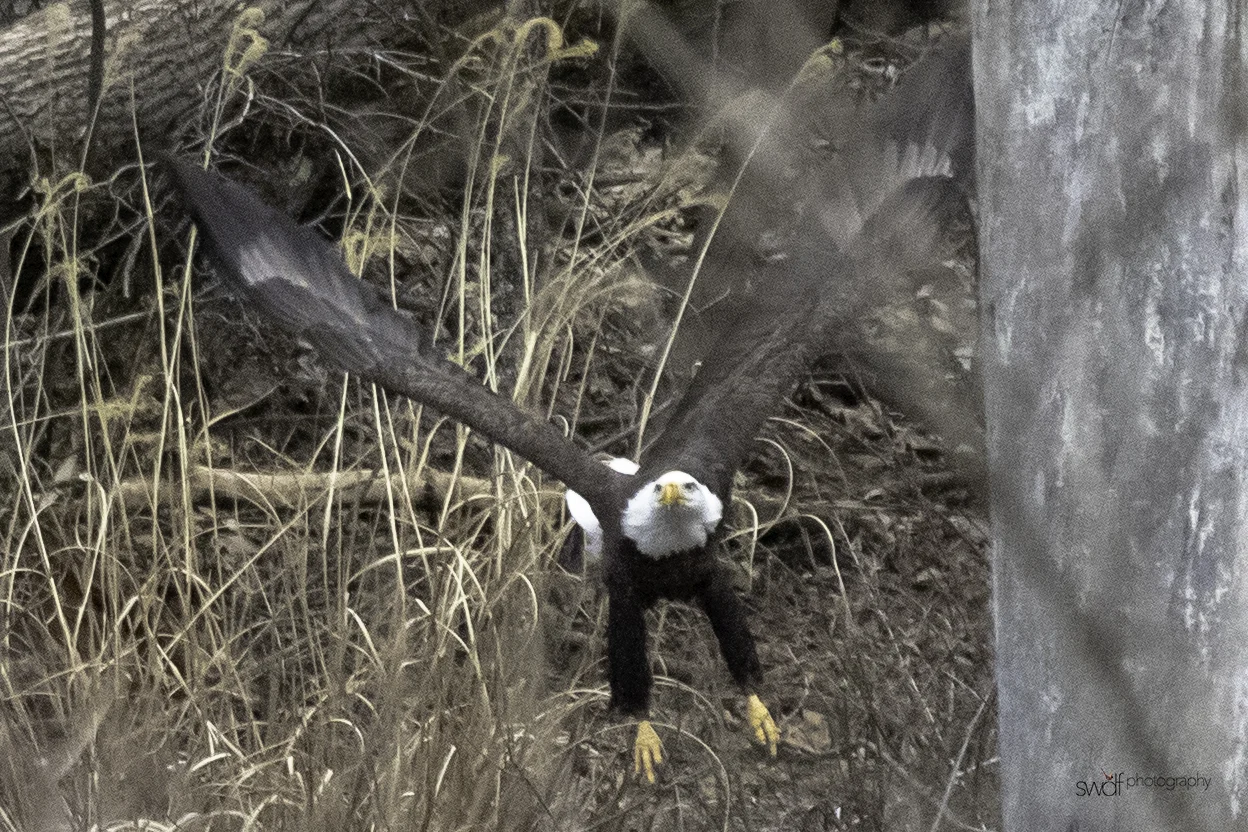 Eagle on the Ground3.jpeg