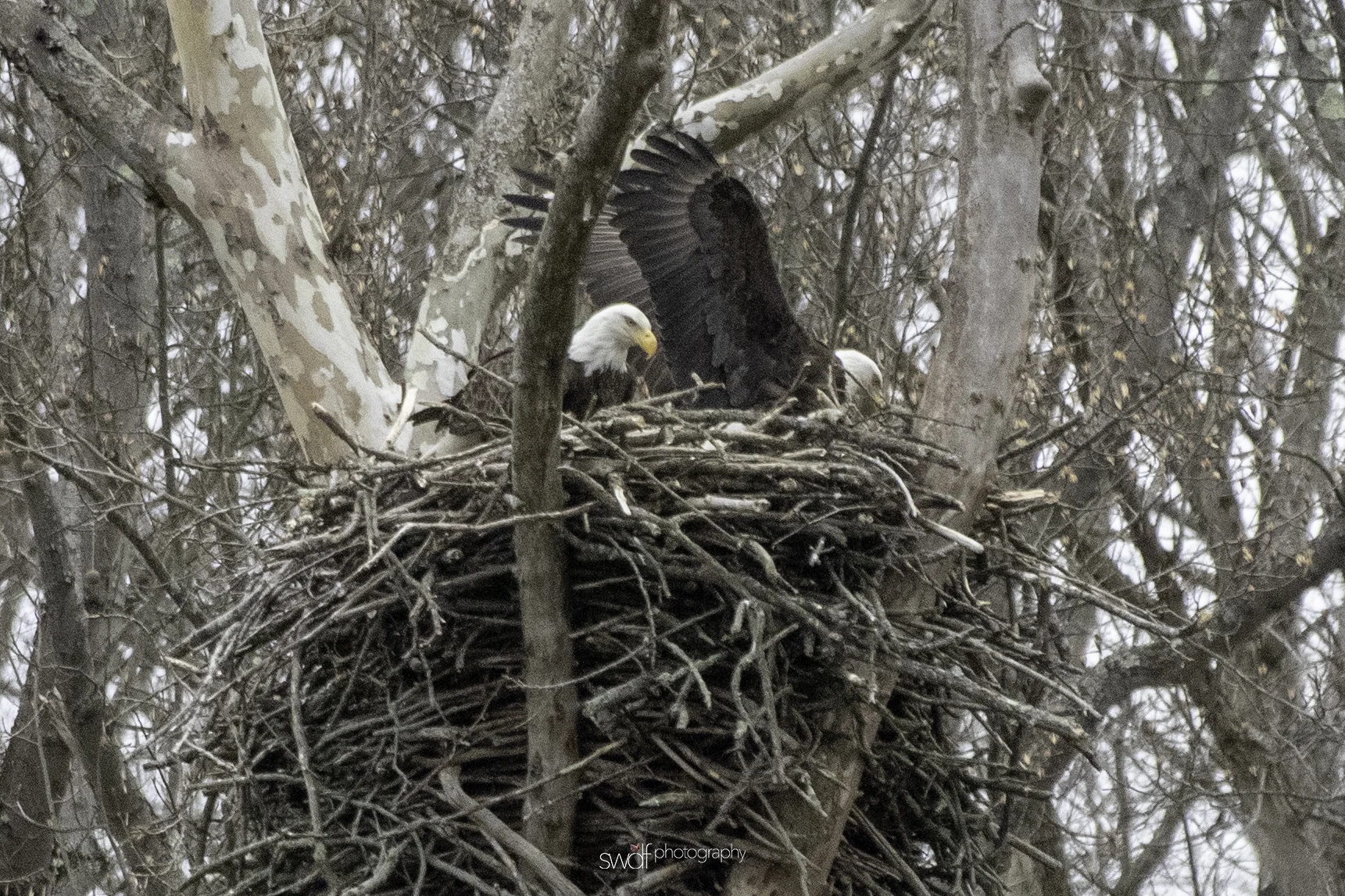 Eagles in the Nest.jpeg