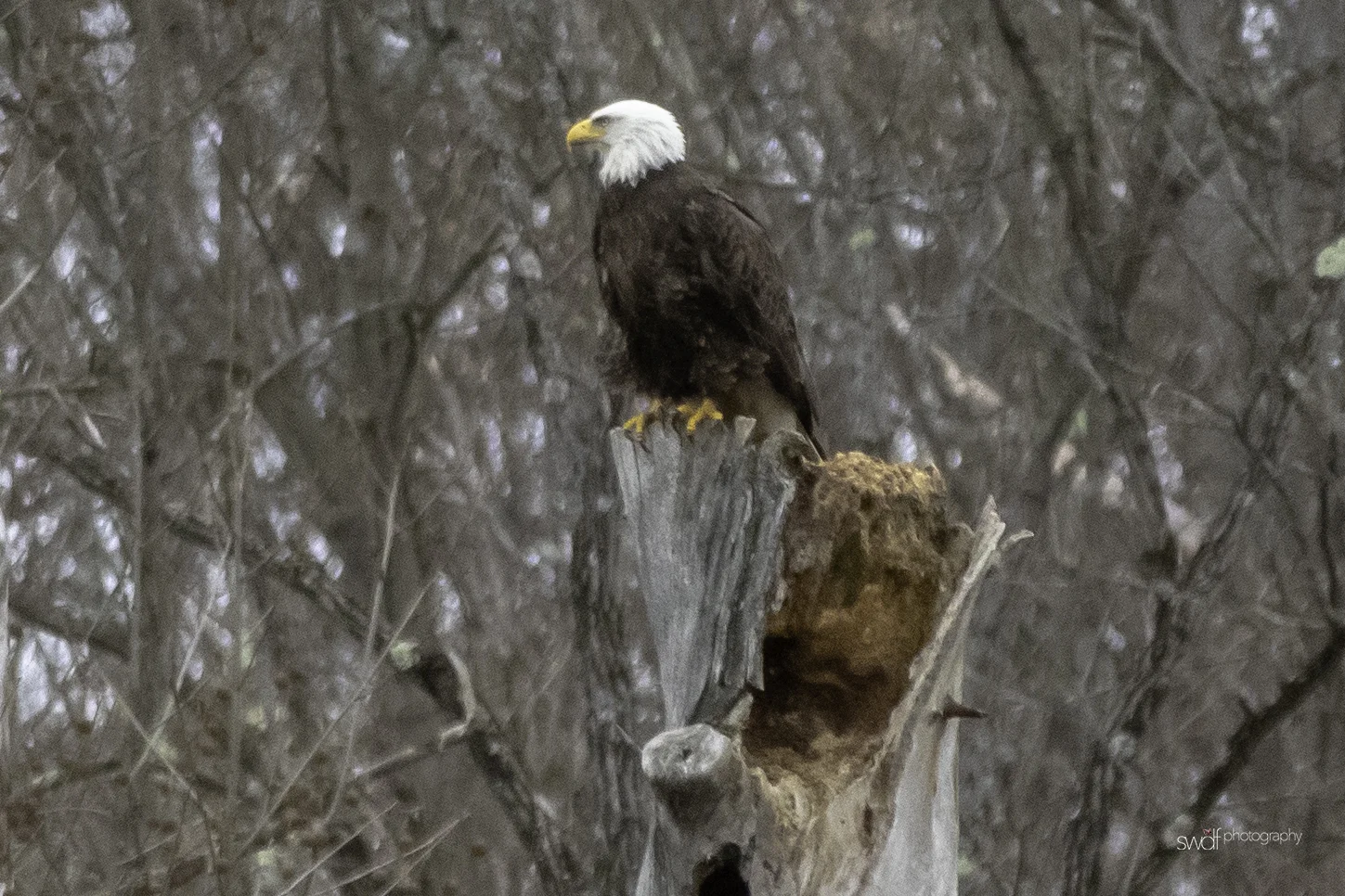 Bald Eagle3.jpeg