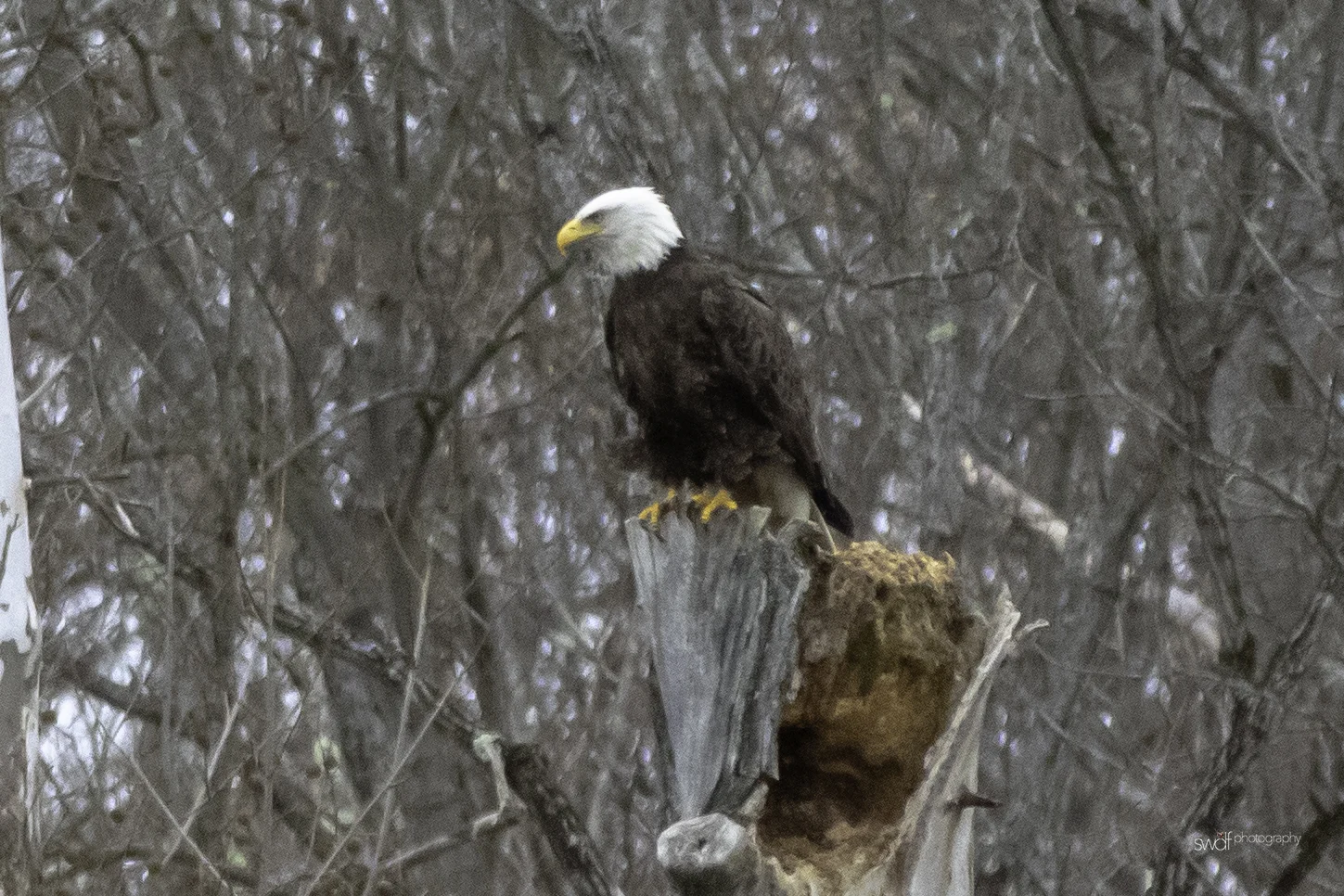 Bald Eagle2.jpeg