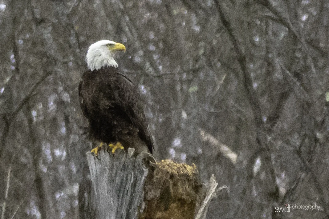 Bald Eagle5.jpeg