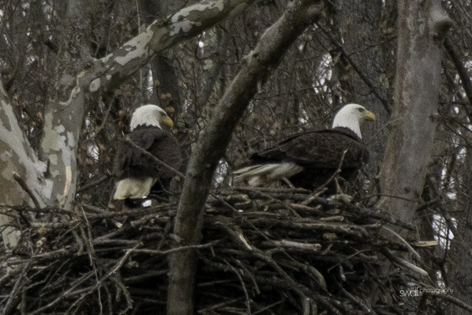 Eagles in the Nest2.jpeg