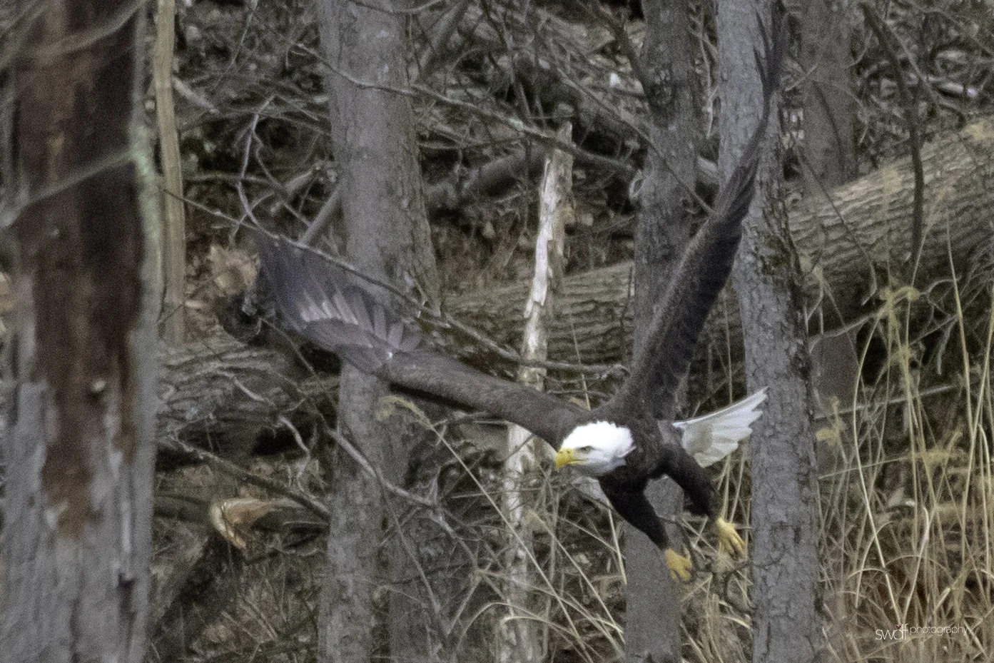 Eagle on the Ground4.jpeg
