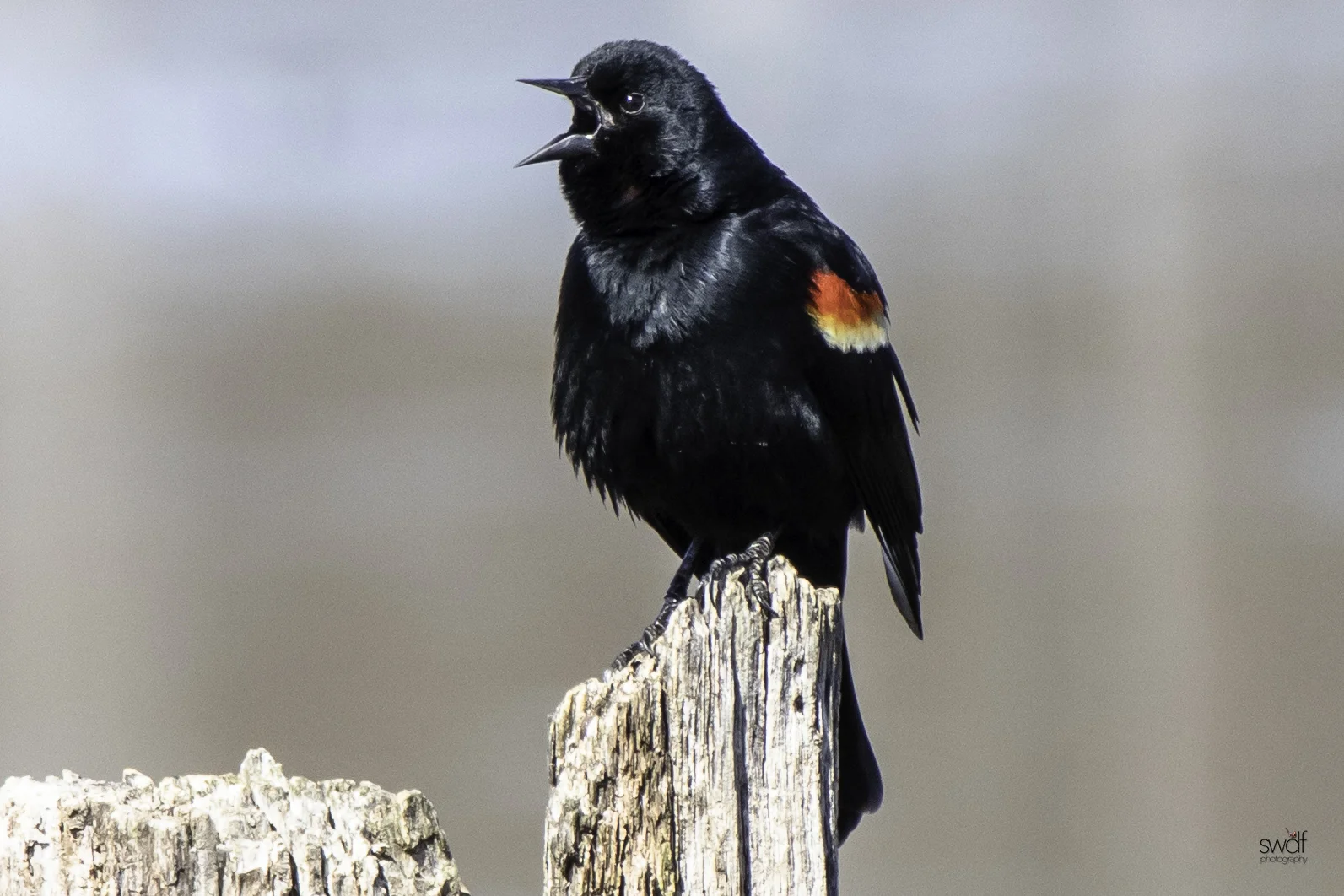 Red Winged Blackbird.jpeg