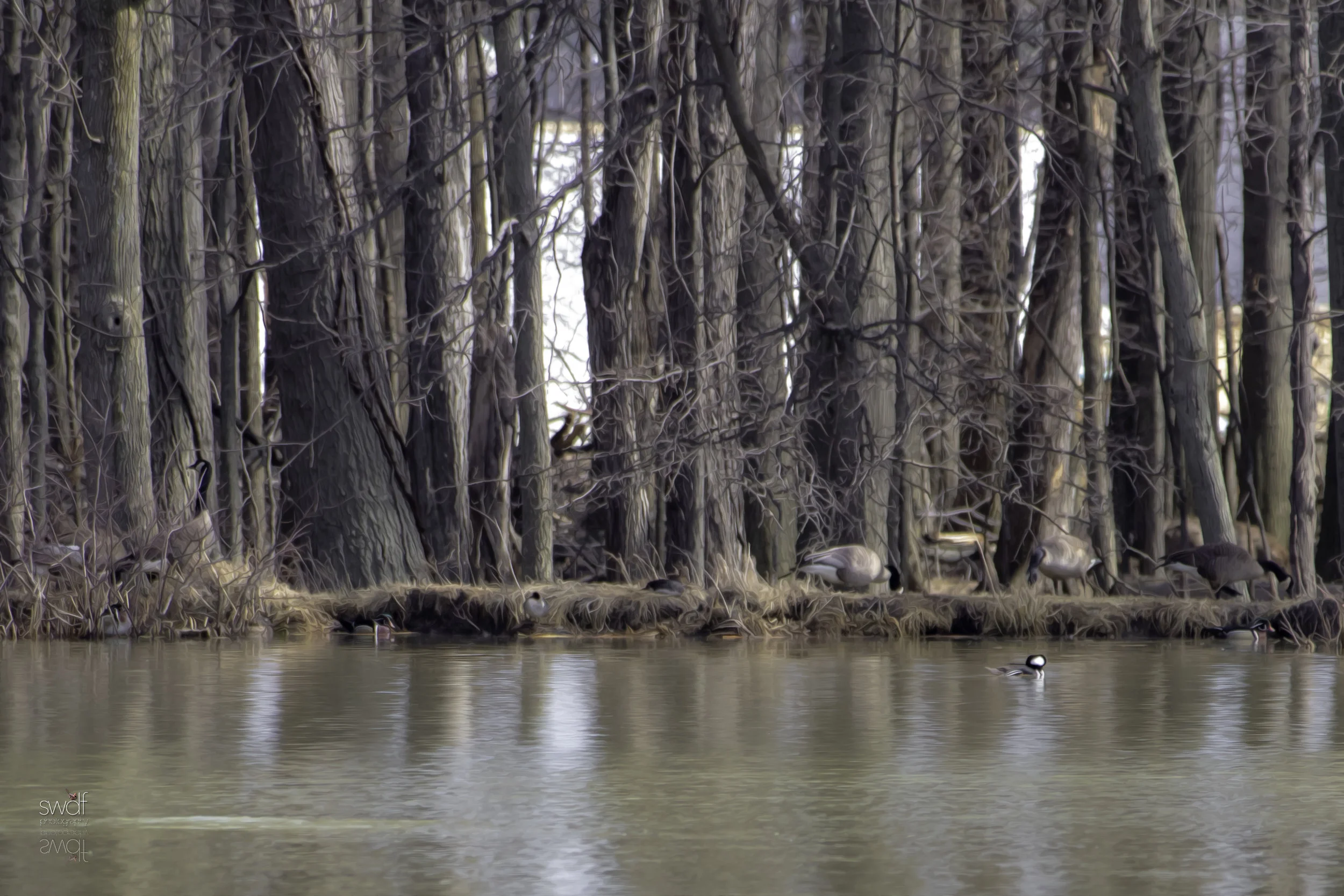 Coexisting - Ducks of Sandy Ridge.jpeg