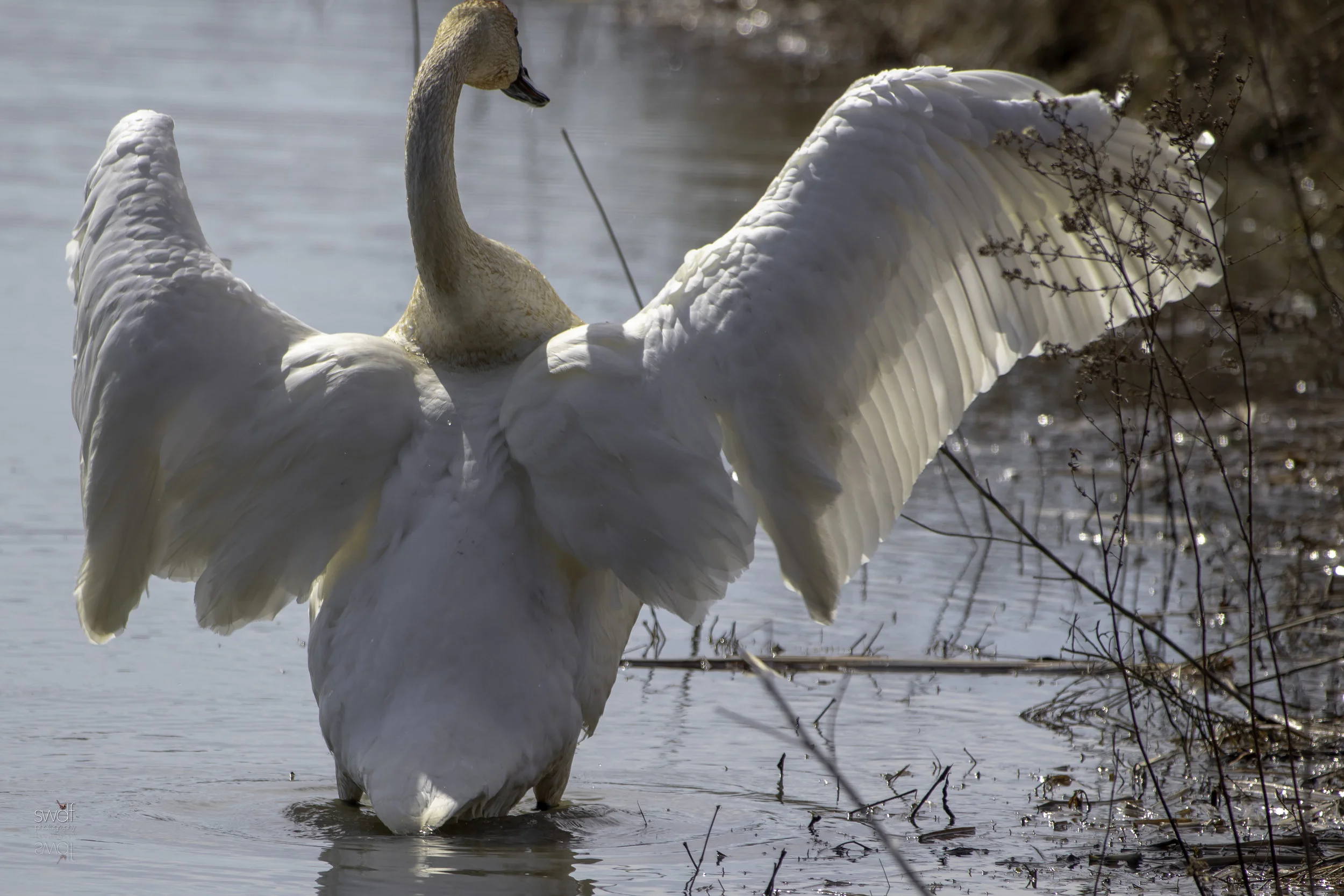 Trumpeter Swan2.jpeg