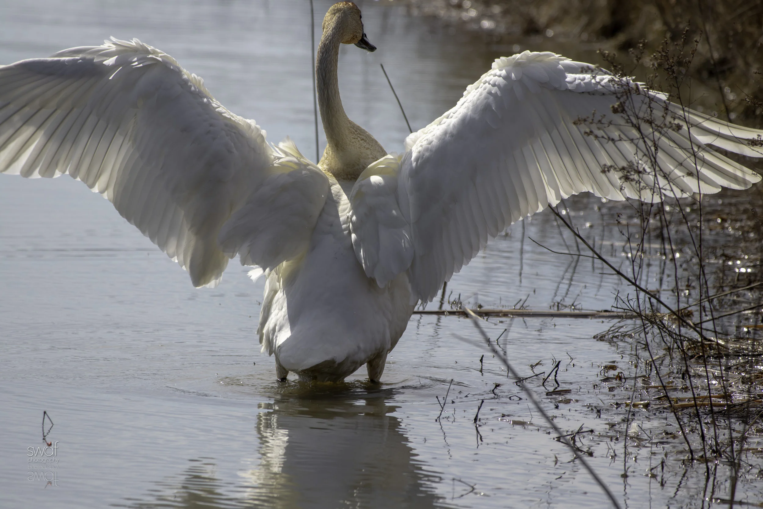 Trumpeter Swan3.jpeg
