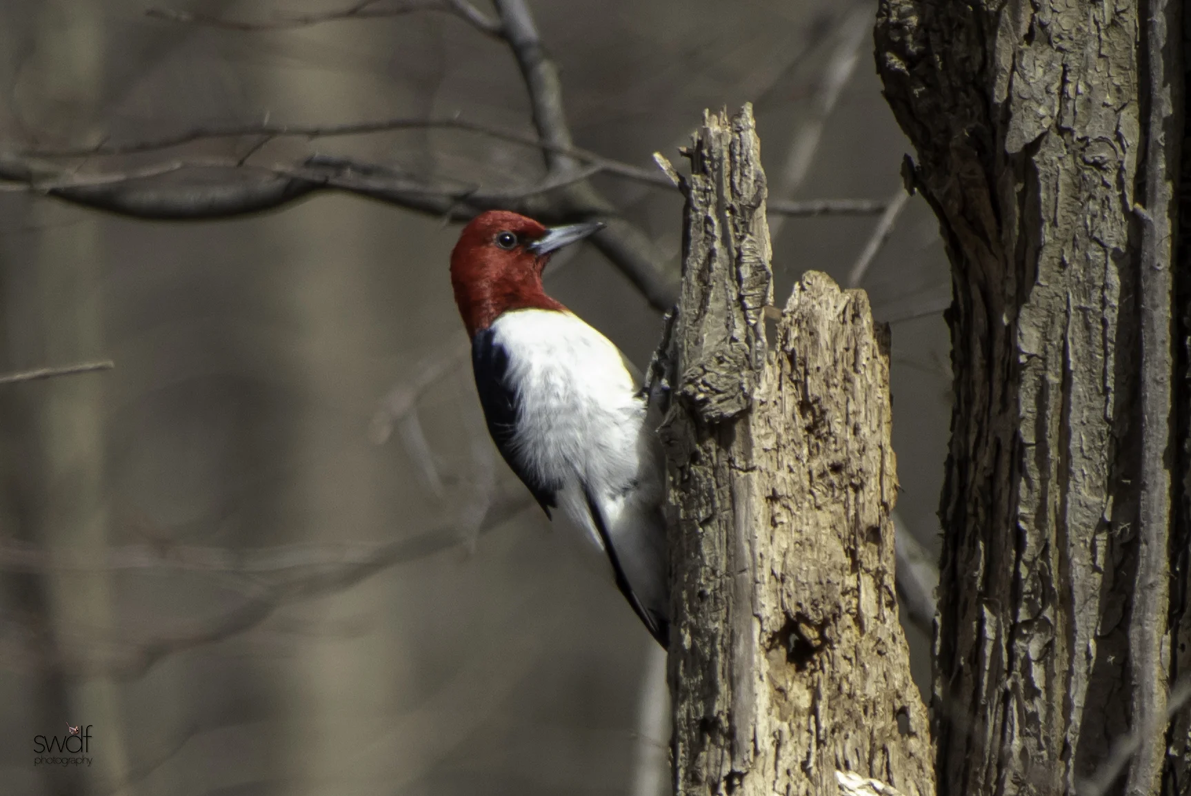 Red- Headed Woodpecker.jpeg