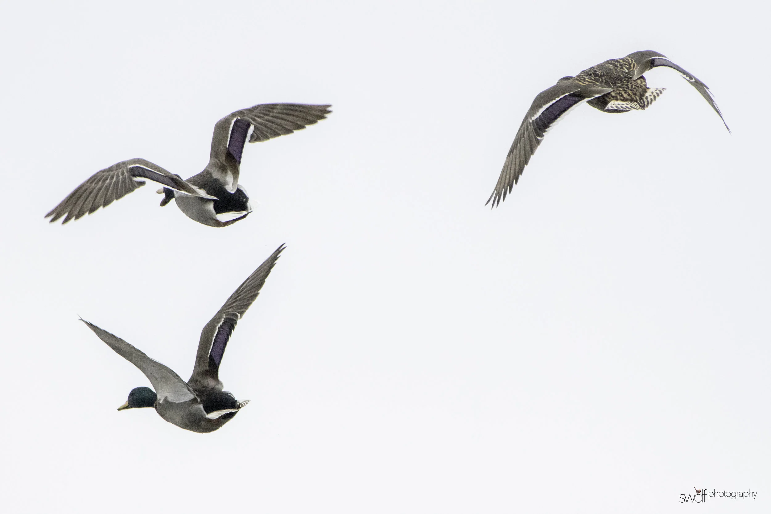 Mallard Ducks Fly Away2.jpeg