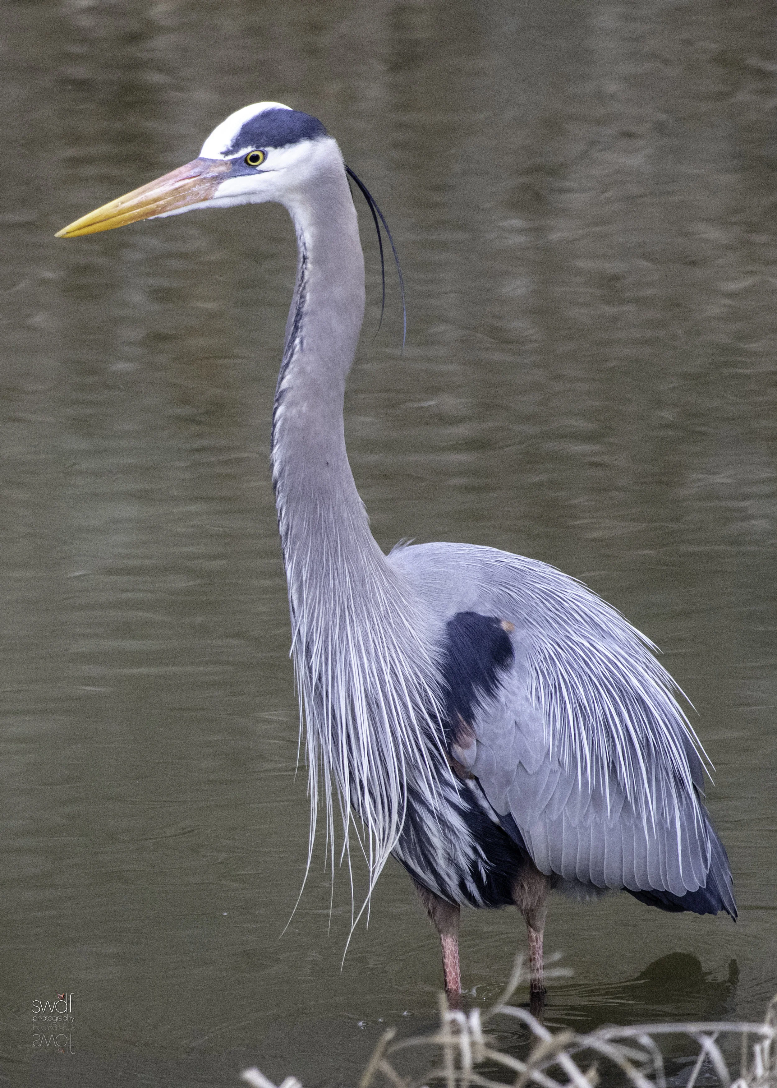 Great Blue Heron Portrait.jpeg