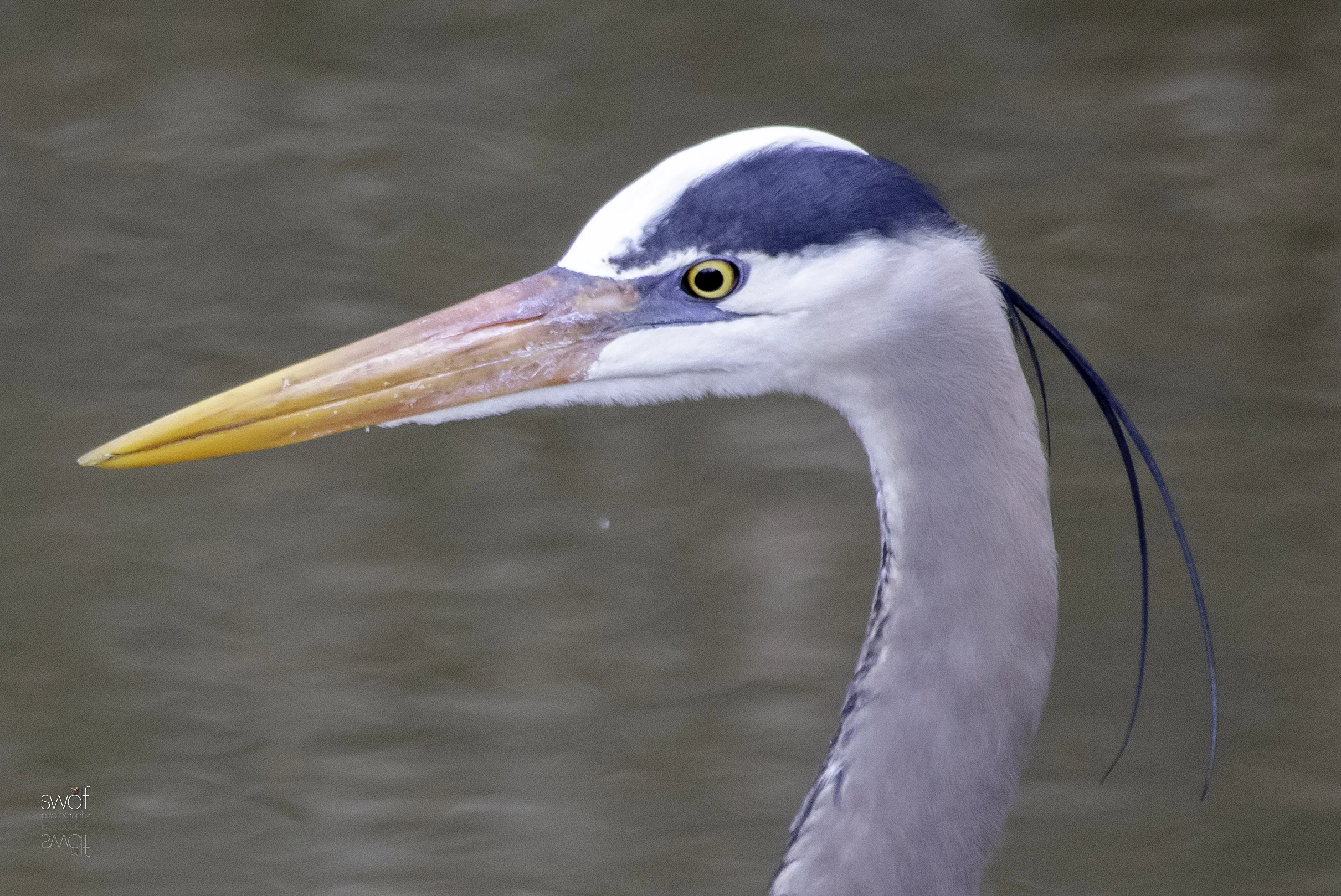 Great Blue Heron Headshot.jpeg