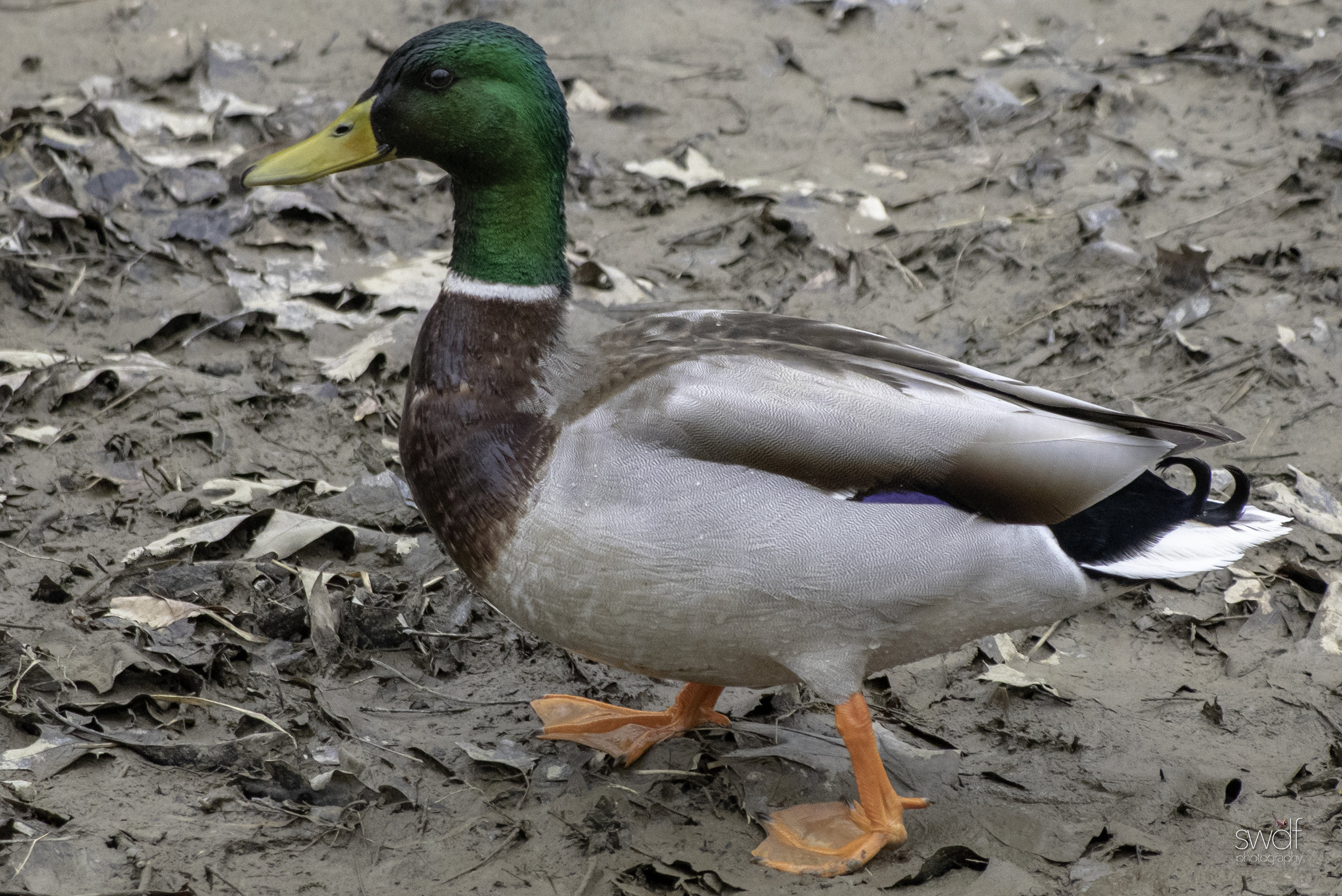 Male Mallard Duck.jpeg