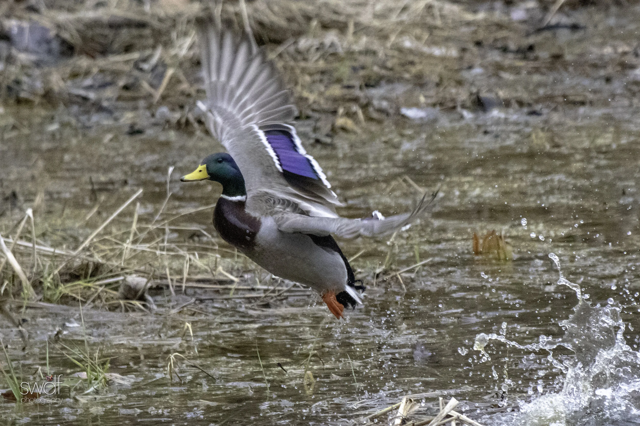 Intruder Mallard.jpeg