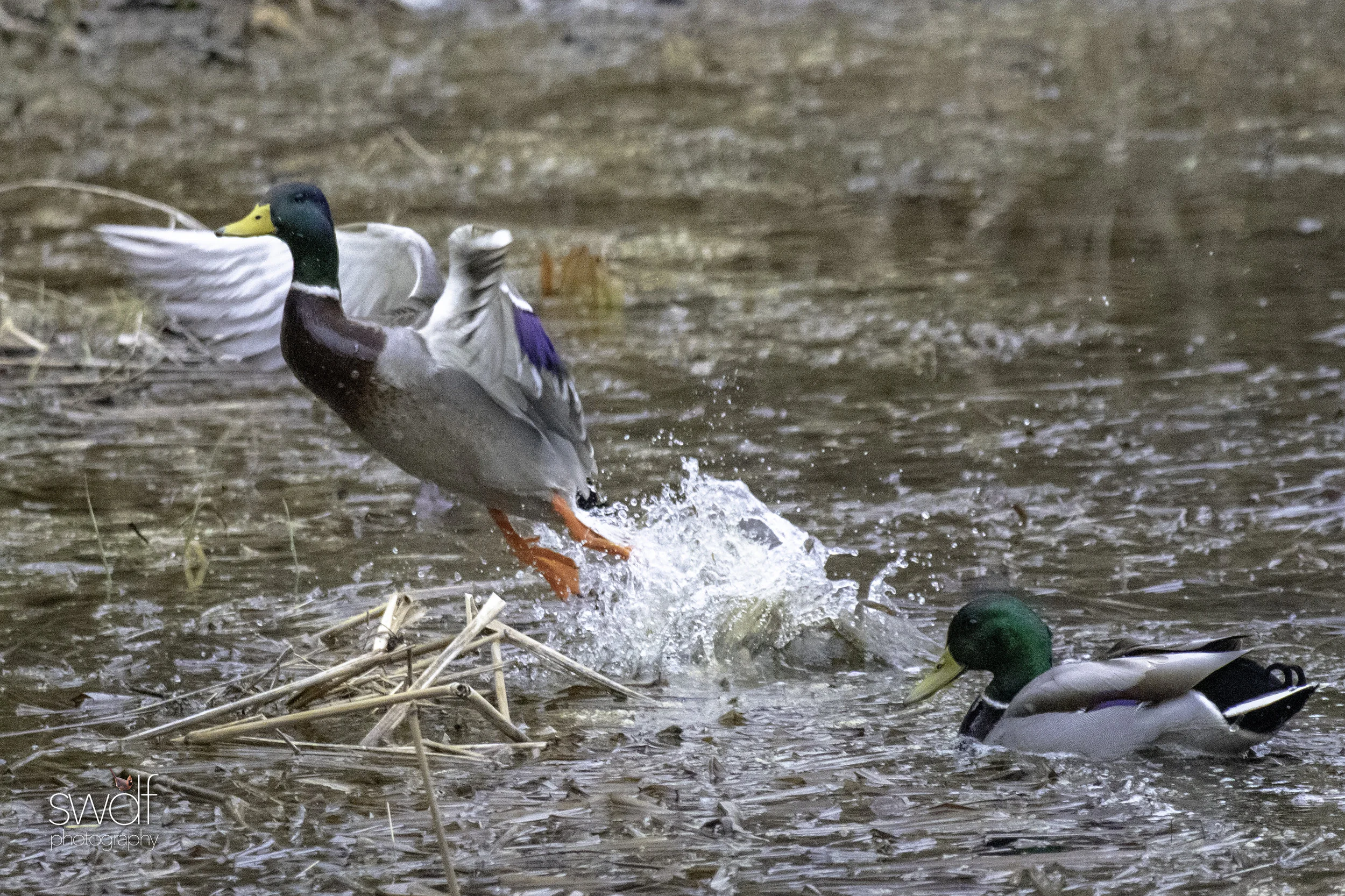 Intruder Mallard2.jpeg